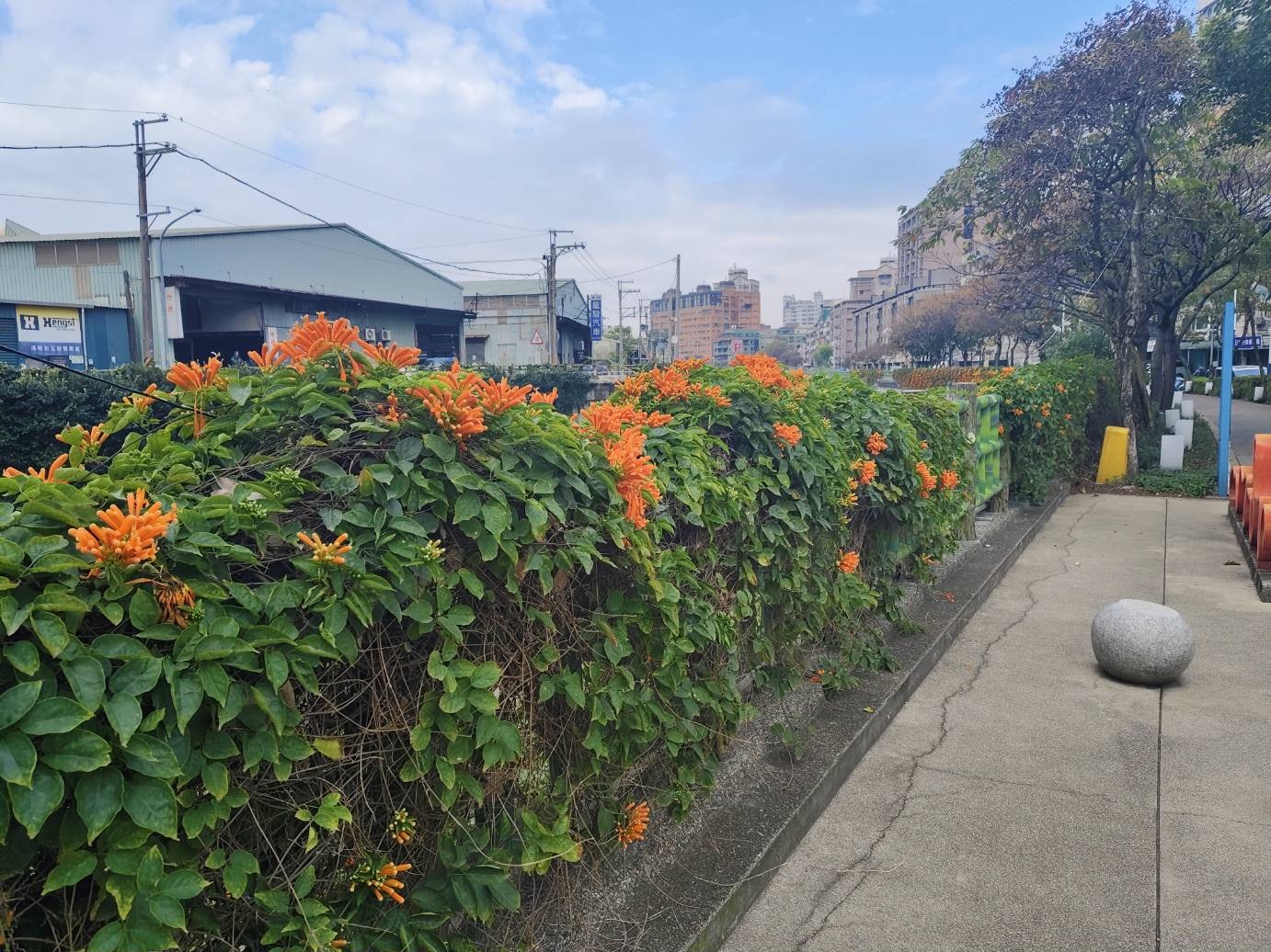 春陽下漫步在鴨母港溝人行道旁，盛開的炮仗花如同熠熠生輝的燦爛焰火