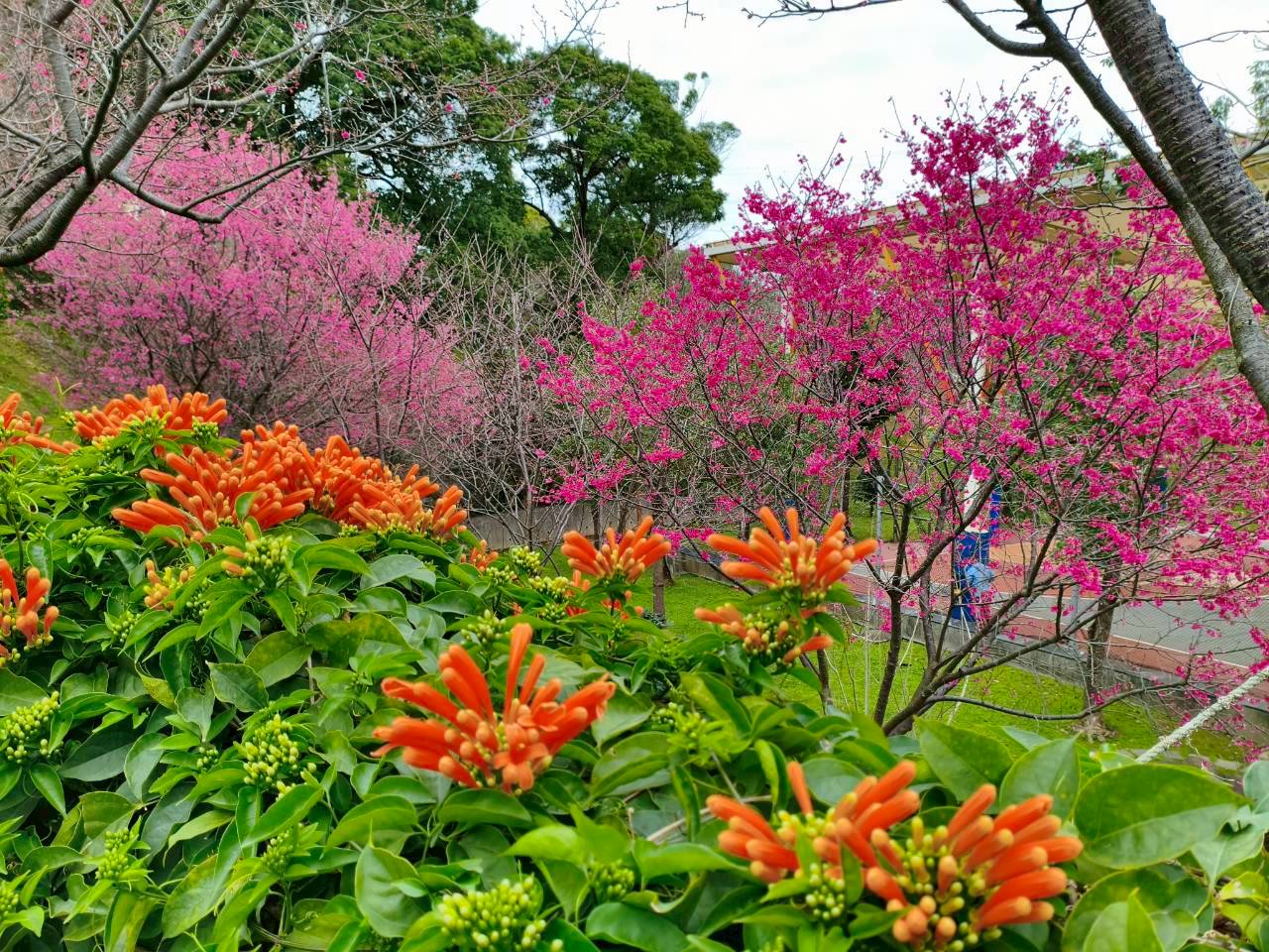 鶯歌永吉公園裡山櫻花及炮仗花齊力綻放，迎來一年中最繽紛的時節