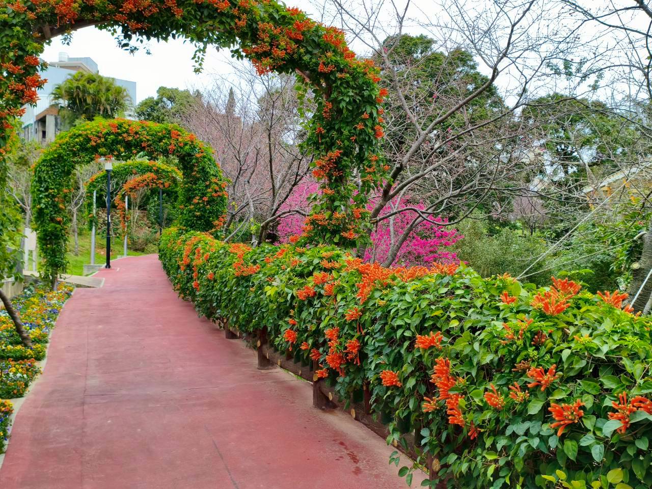 鶯歌永吉公園一年四季均有花可賞，時值春季可以欣賞櫻花與炮仗花逐一盛開的美景