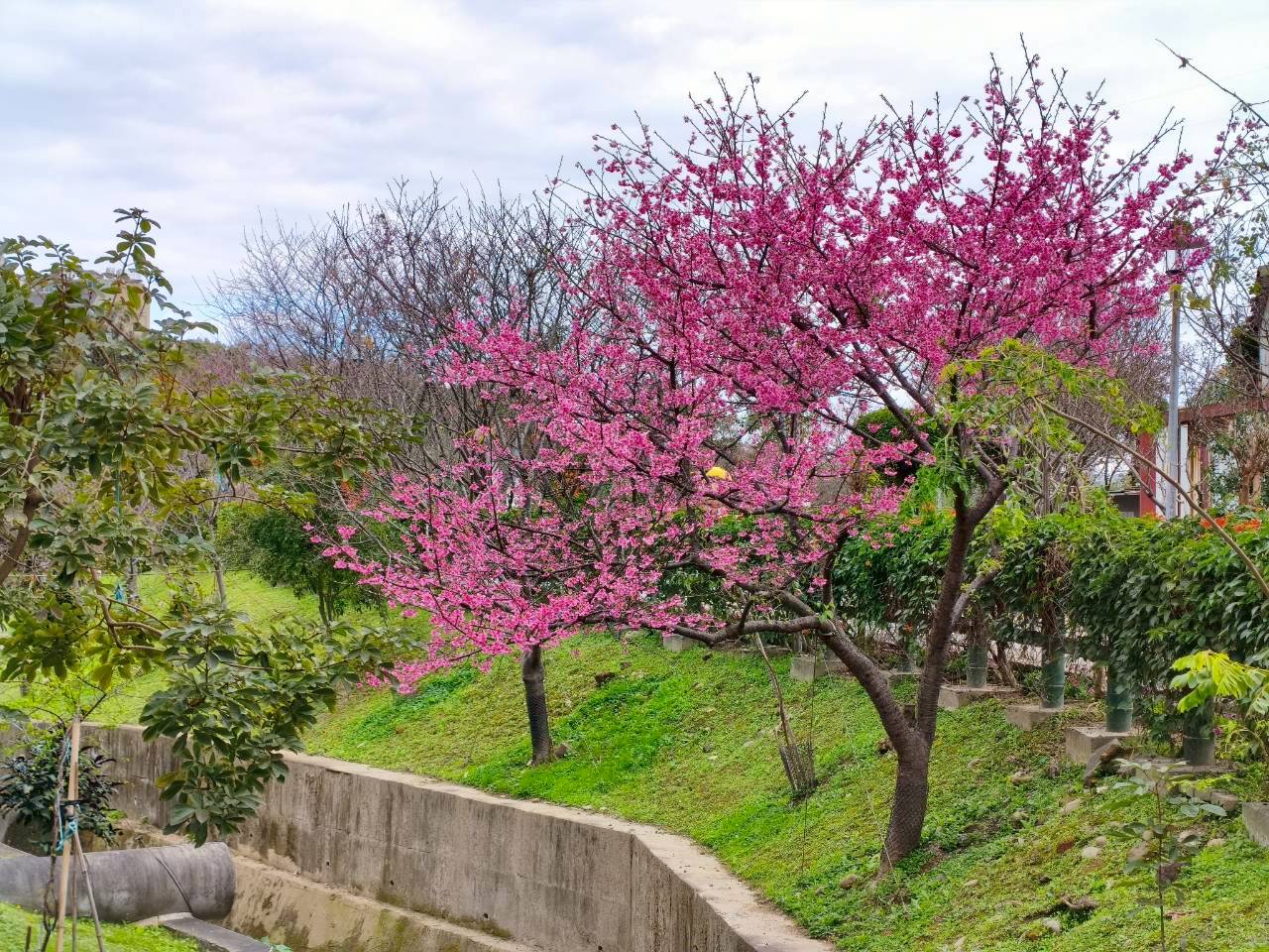 漫步在繽紛的永吉公園裡，可以感受到春天鳥語花香的氣息