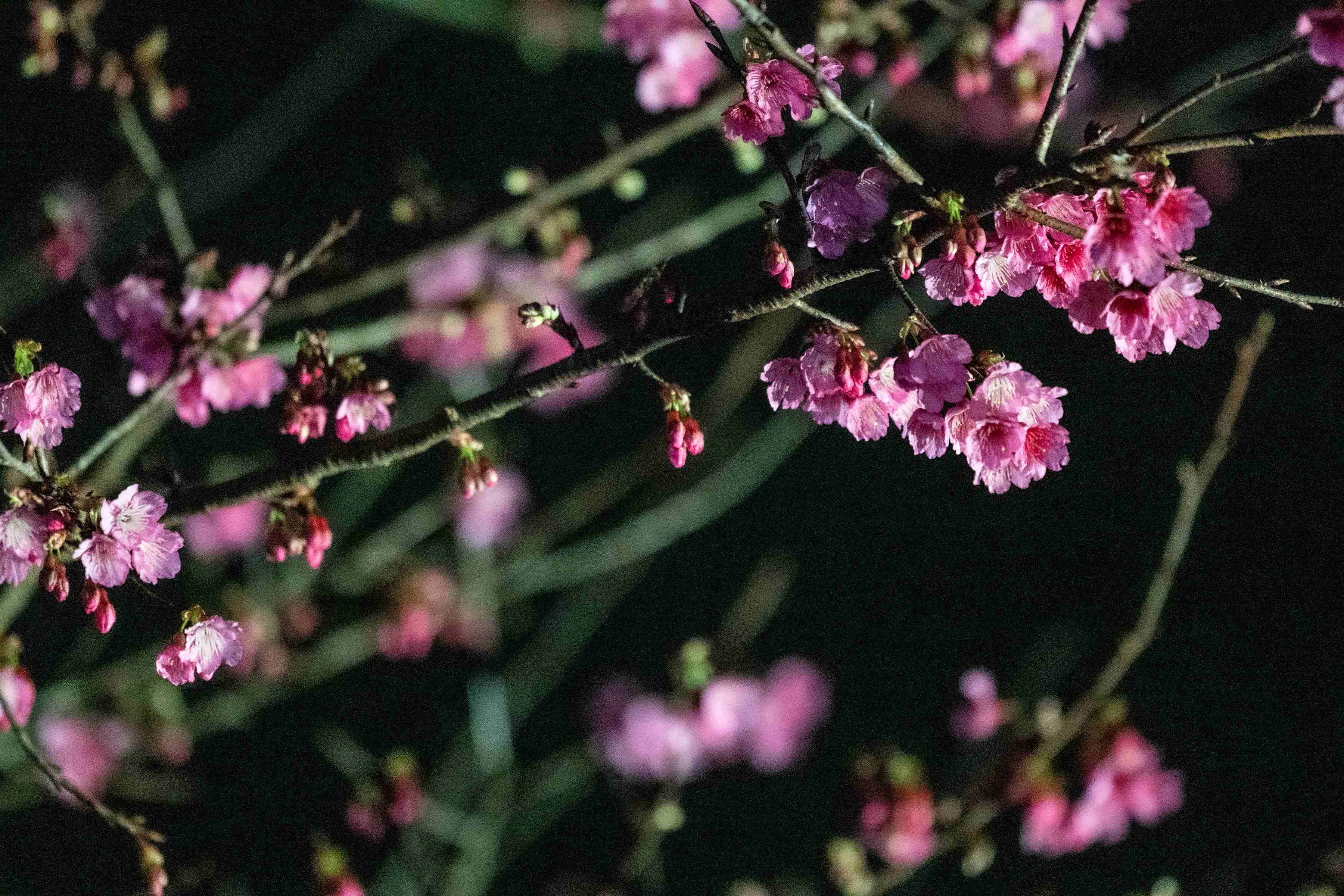 新北天元宮櫻花盛開的粉色浪漫