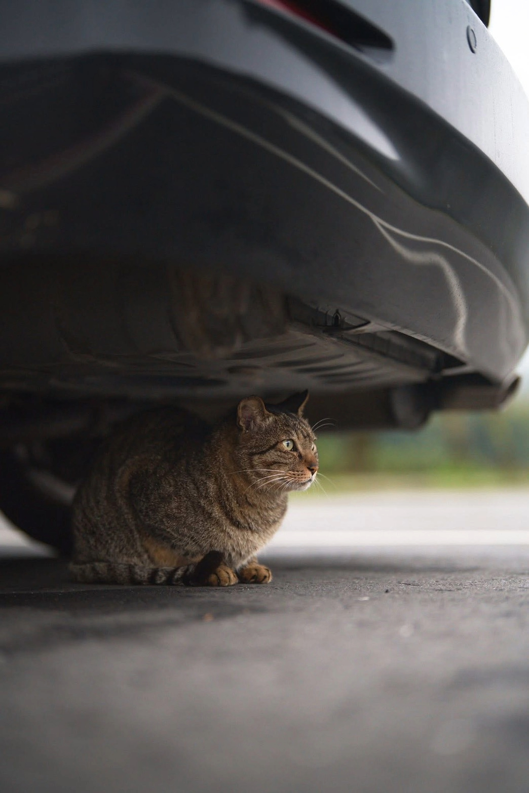 咖哩王子提醒，離開前拍拍引擎蓋，保護小貓咪（猴硐貓友社提供）