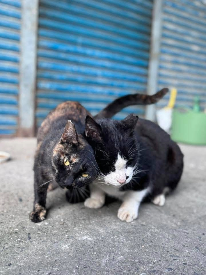  奧迪_妙妙哥倆好，在貓公所等一個長長久久的家（猴硐貓友社提供）