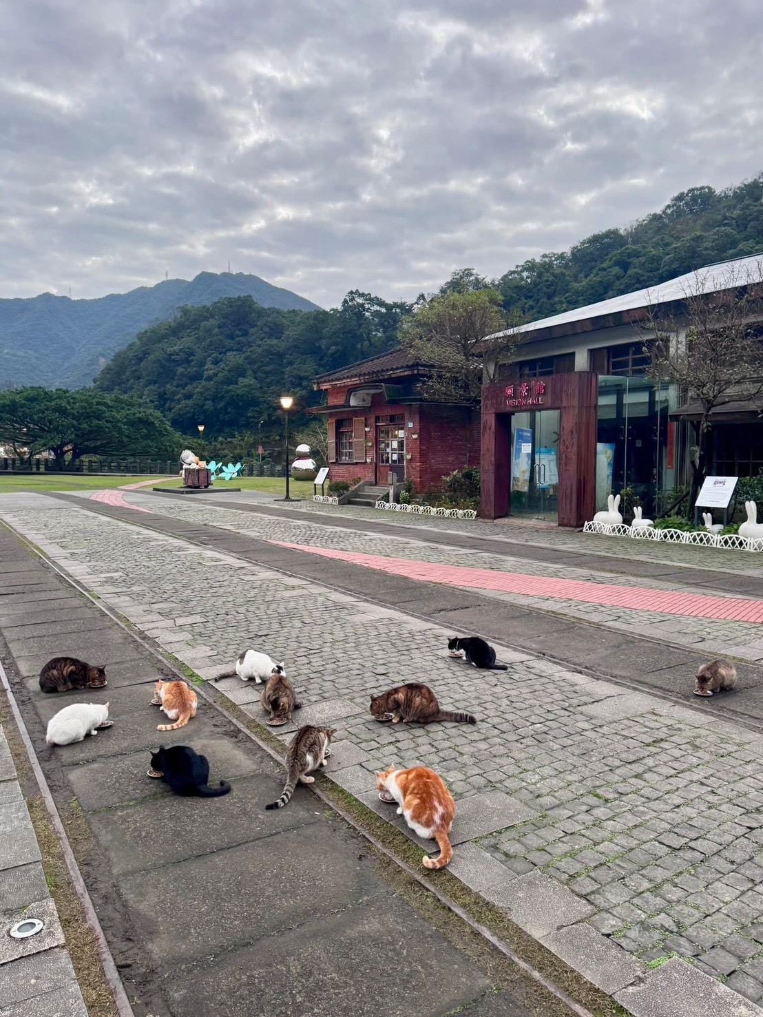  貓村每天七點放飯點名，眾貓吃播場面盛大（猴硐貓友社提供）