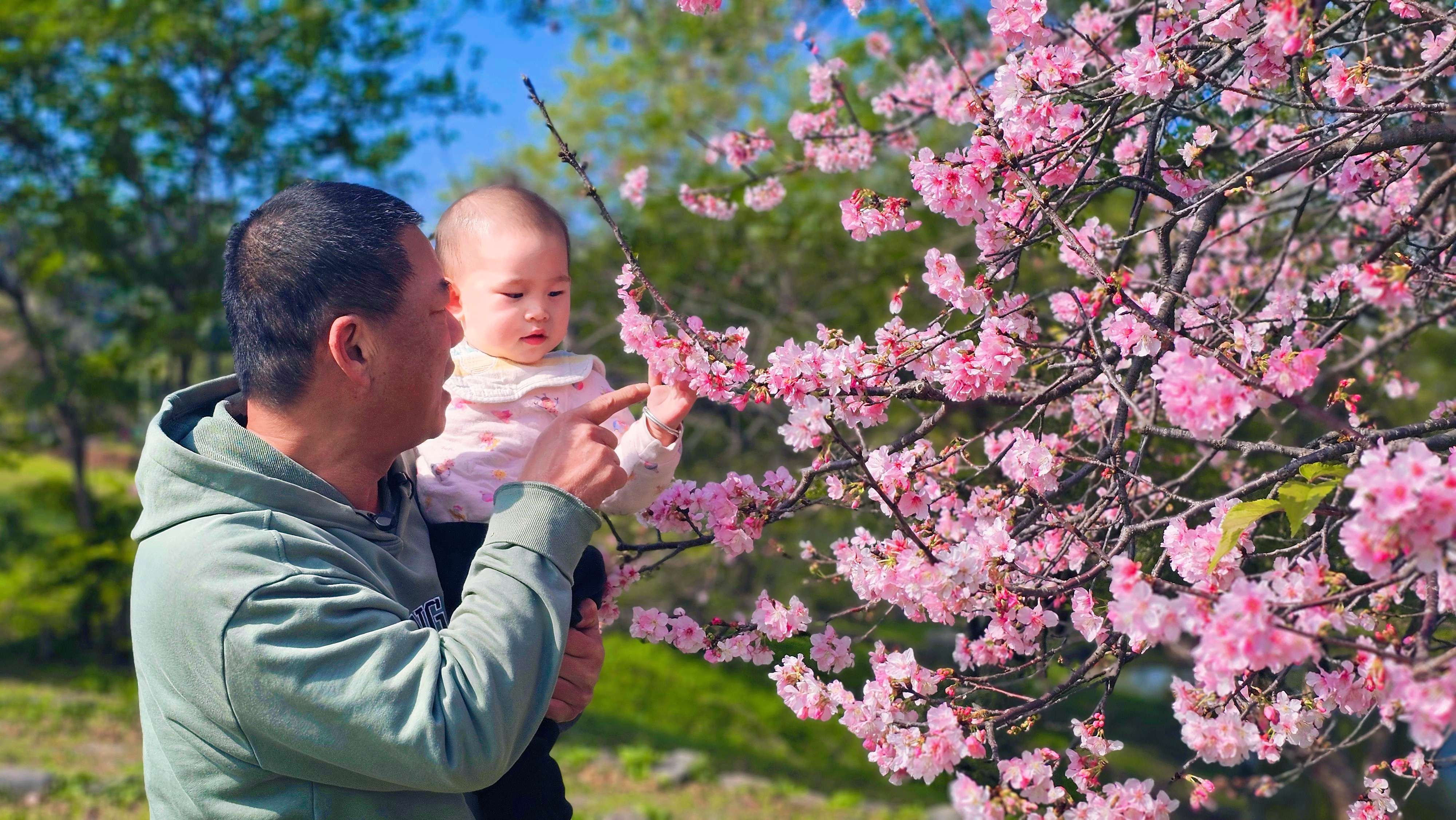  陽光運動公園含飴弄孫櫻花趣、天倫之樂樂融融