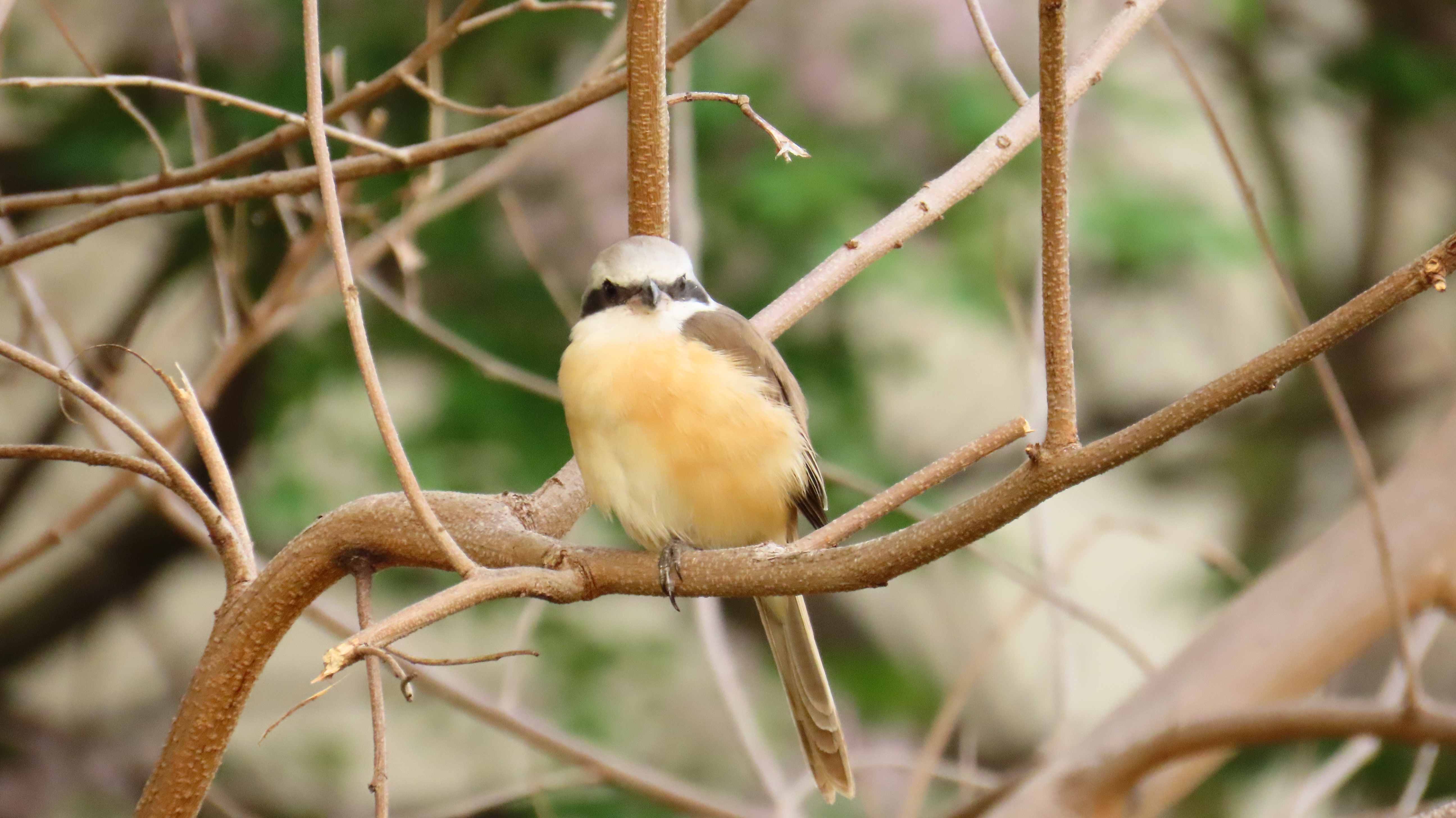 森林為野生動物重要棲地，農業局提醒民眾走春踏青及掃墓祭祖，務必提高警覺，注意用火安全