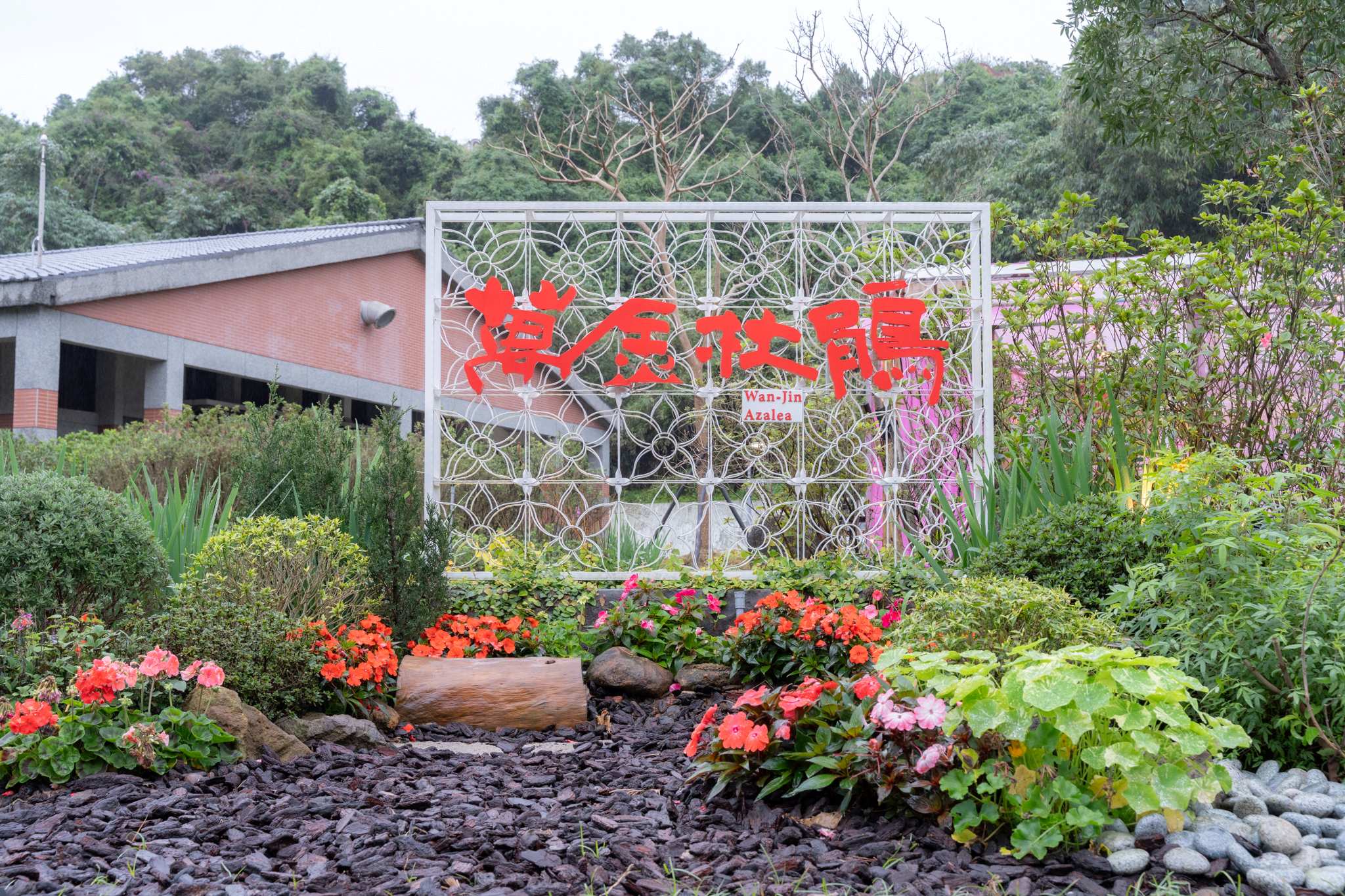 「萬金杜鵑」春季花展2月7日至3月8日盛大展開，歡迎市民朋友春節一同來賞花