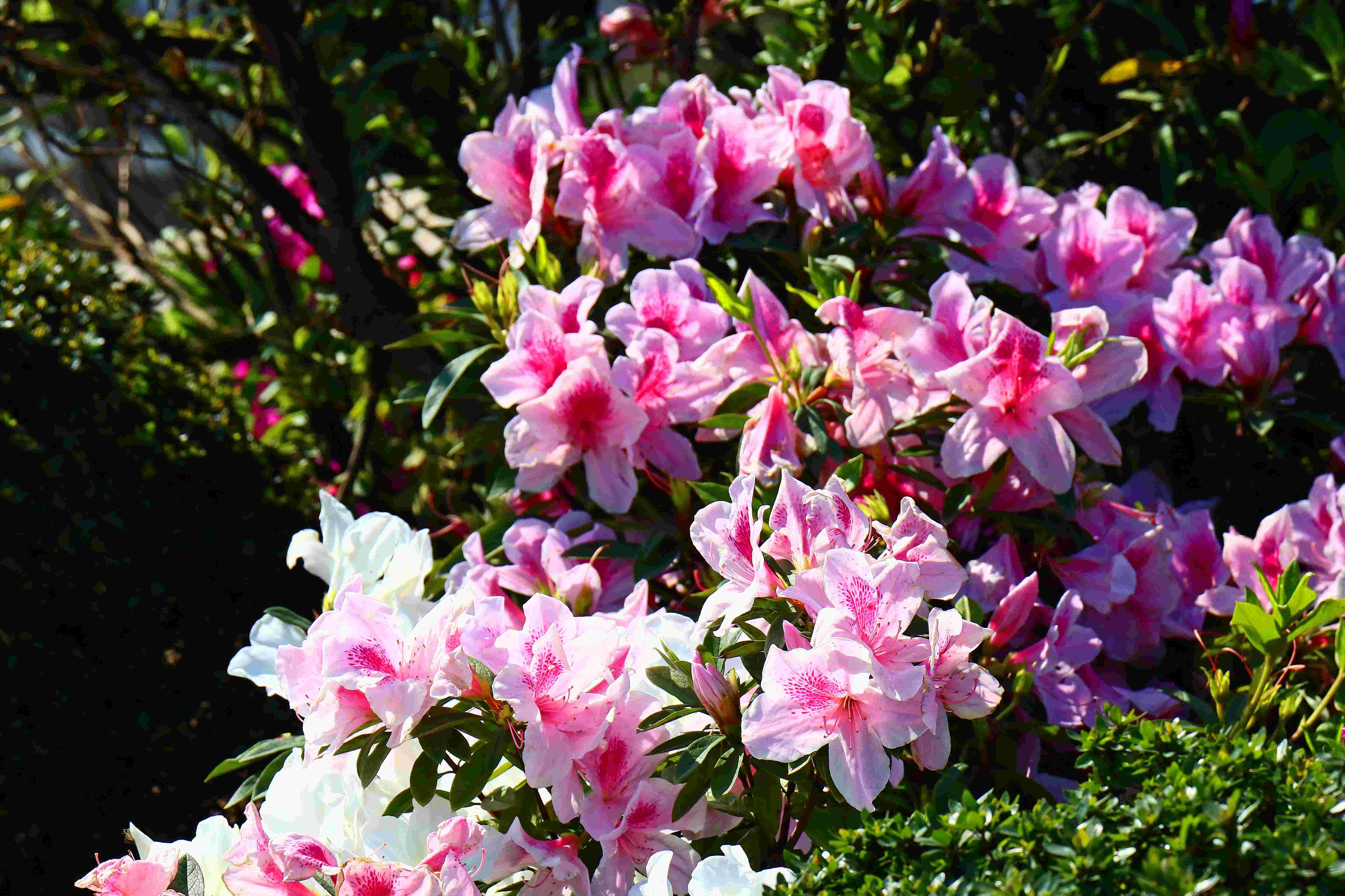 萬金杜鵑持續盛開，花展展期至3月8日，邀民眾把握花期，馬上出花、心享萬金遊！