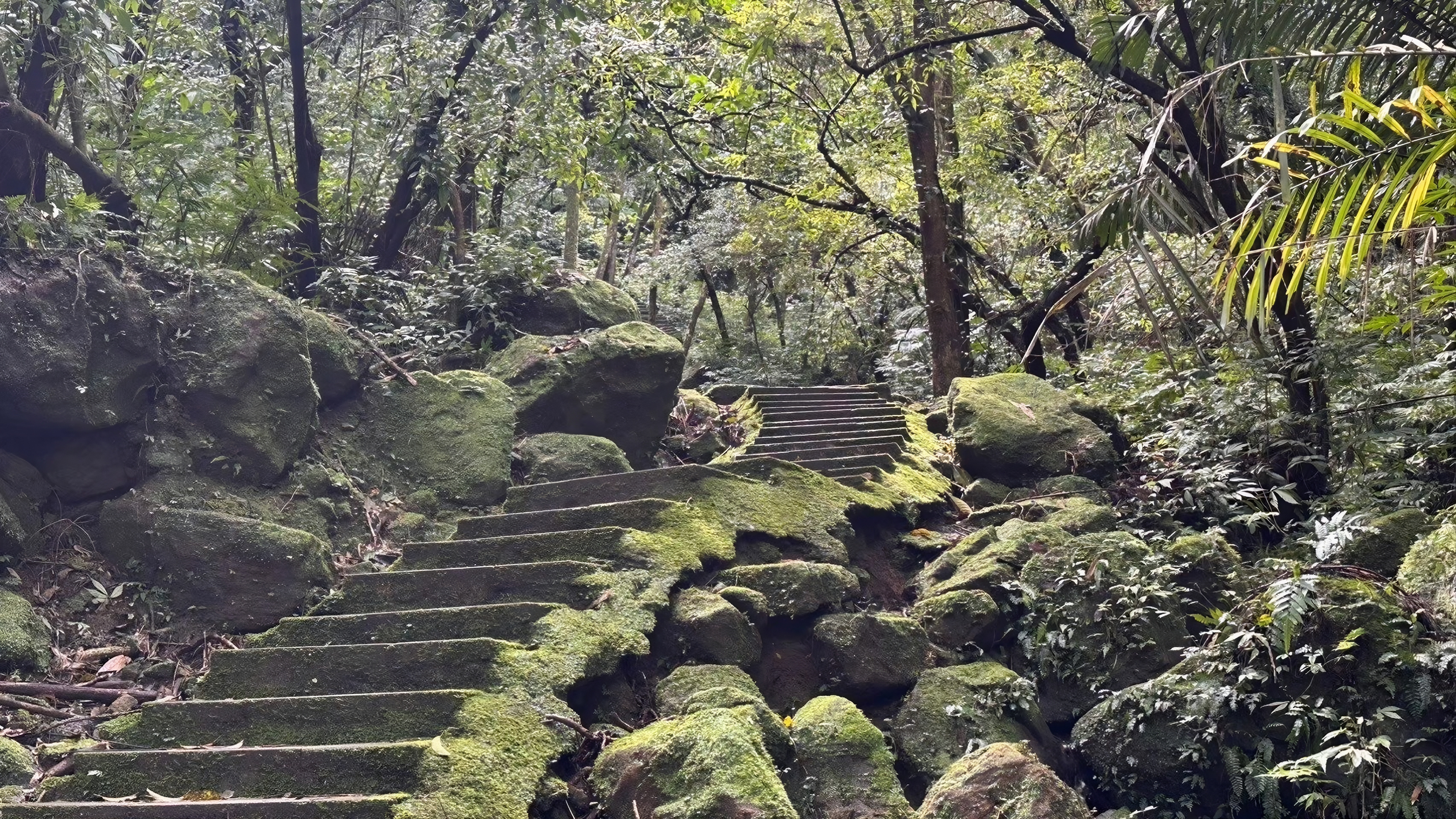 走進孝子山步道，感受被層層綠意環繞的山林風景