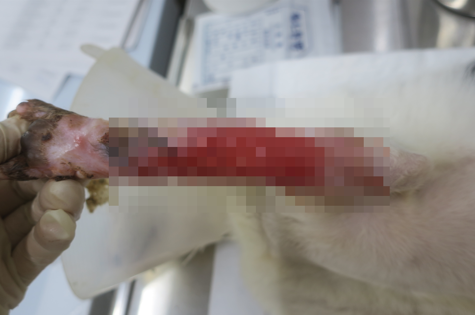 「小五郎」左前腳有大範圍皮膚缺損，歷經約兩個月的保守治療，傷口仍遲遲無法順利癒合