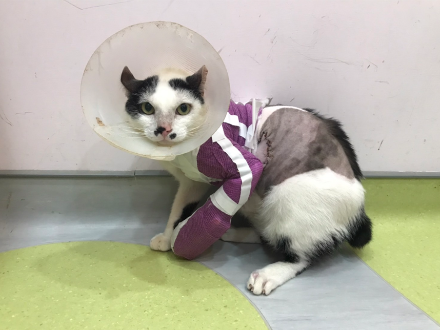  第一時間即提供必要的醫療照護，包含多次清創、消毒與包紮