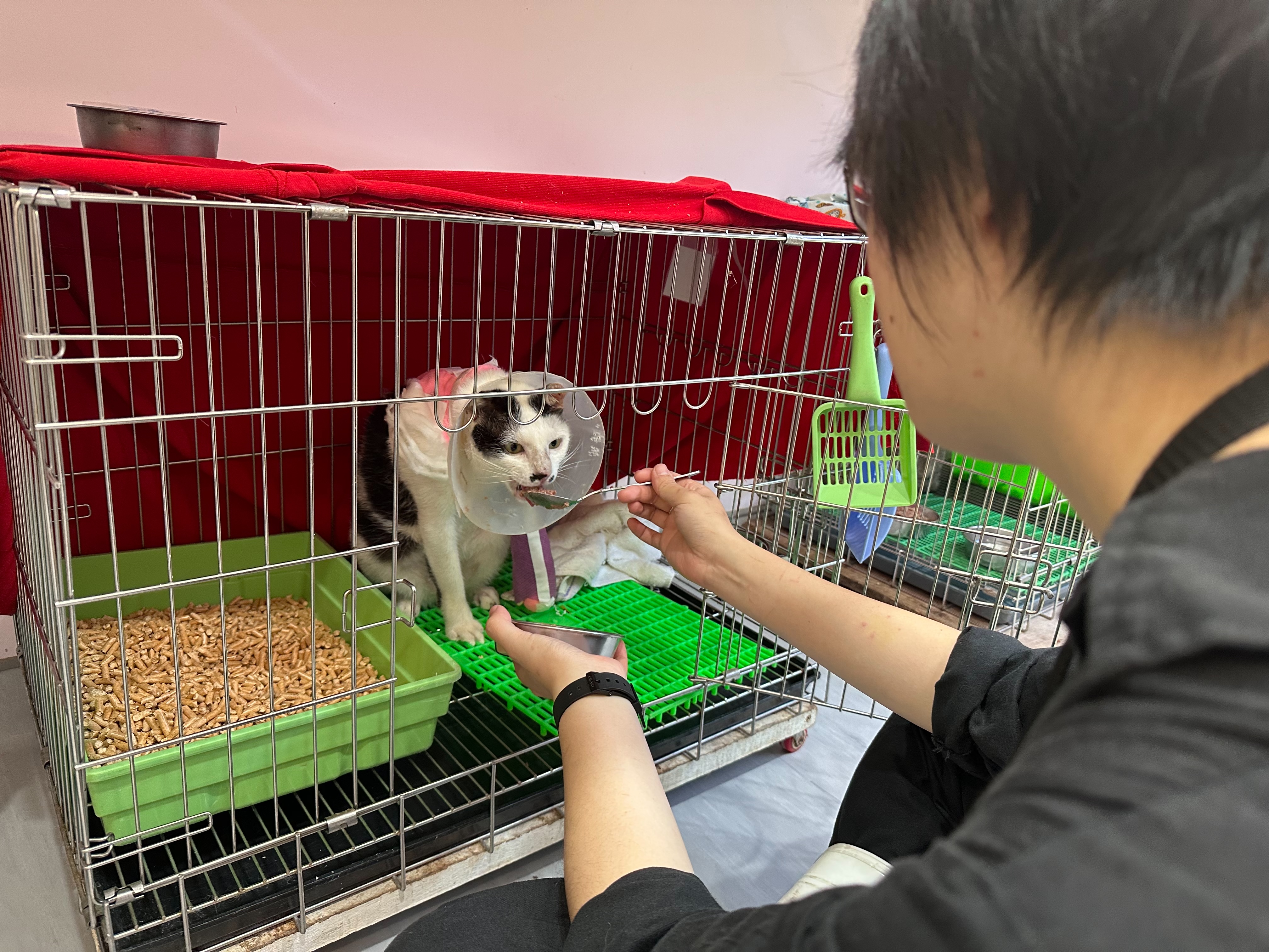  中和動物之家動保員細心的照顧「小五郎」