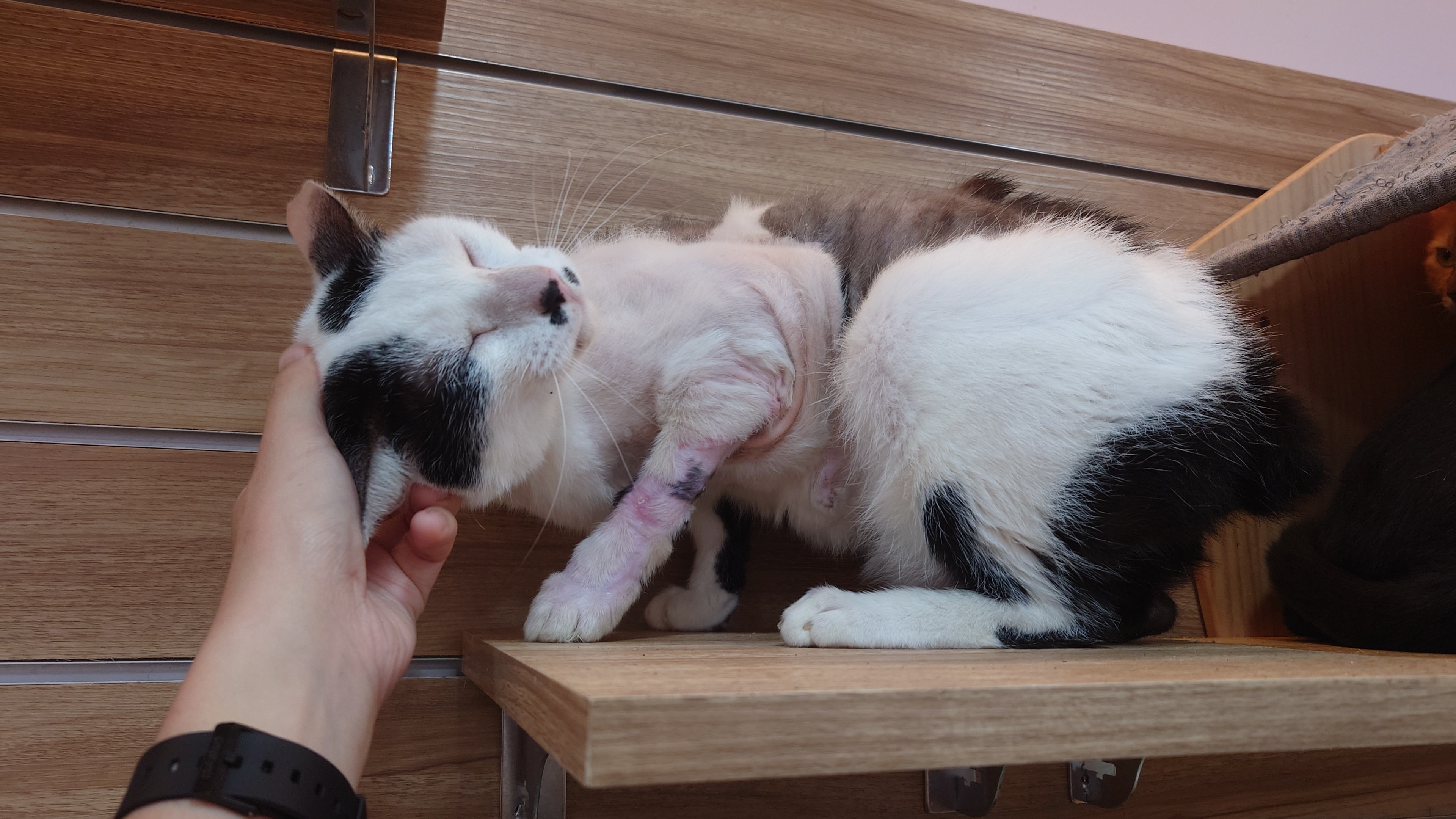  「小五郎」左前腳的大範圍皮膚缺損已成功癒合，恢復狀況良好，期盼未來能順利找到認養家庭，展開嶄新生活