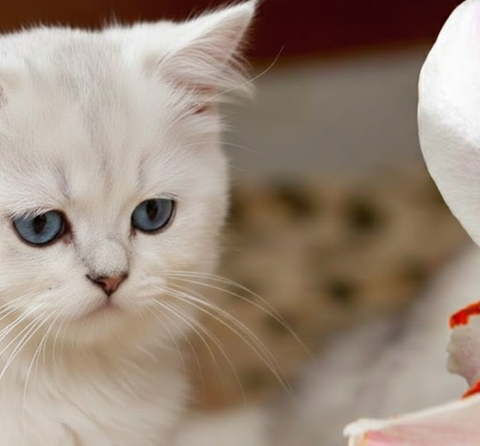 對貓咪有危險的百合花(AI合成示意圖)