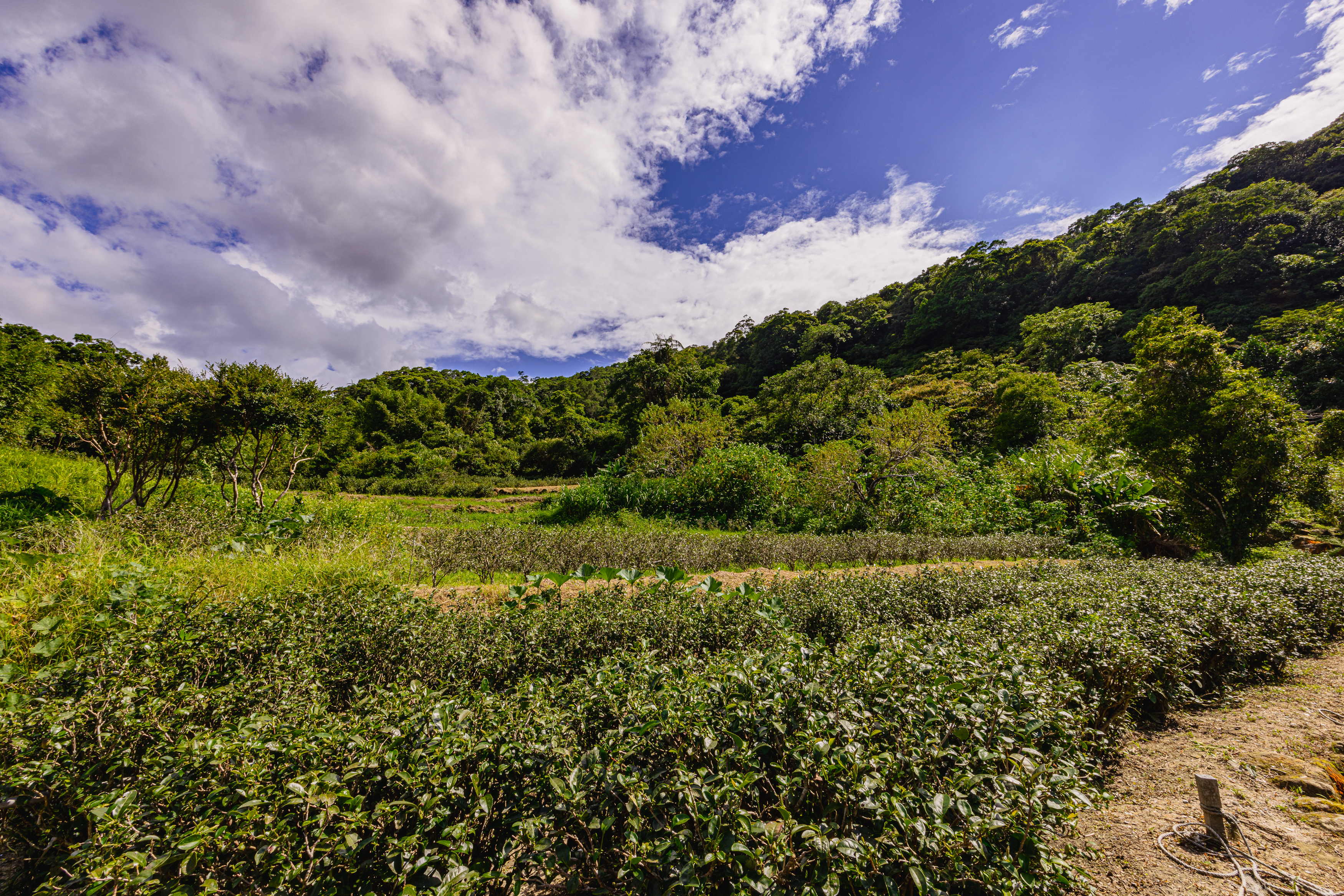 微風與茶香相互交融，走入茶山聞香去