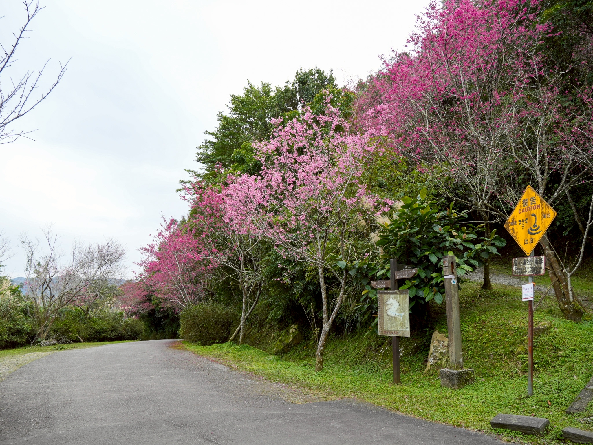 二格道路櫻花綻放，民眾可以來此健行、慢跑、騎自行車