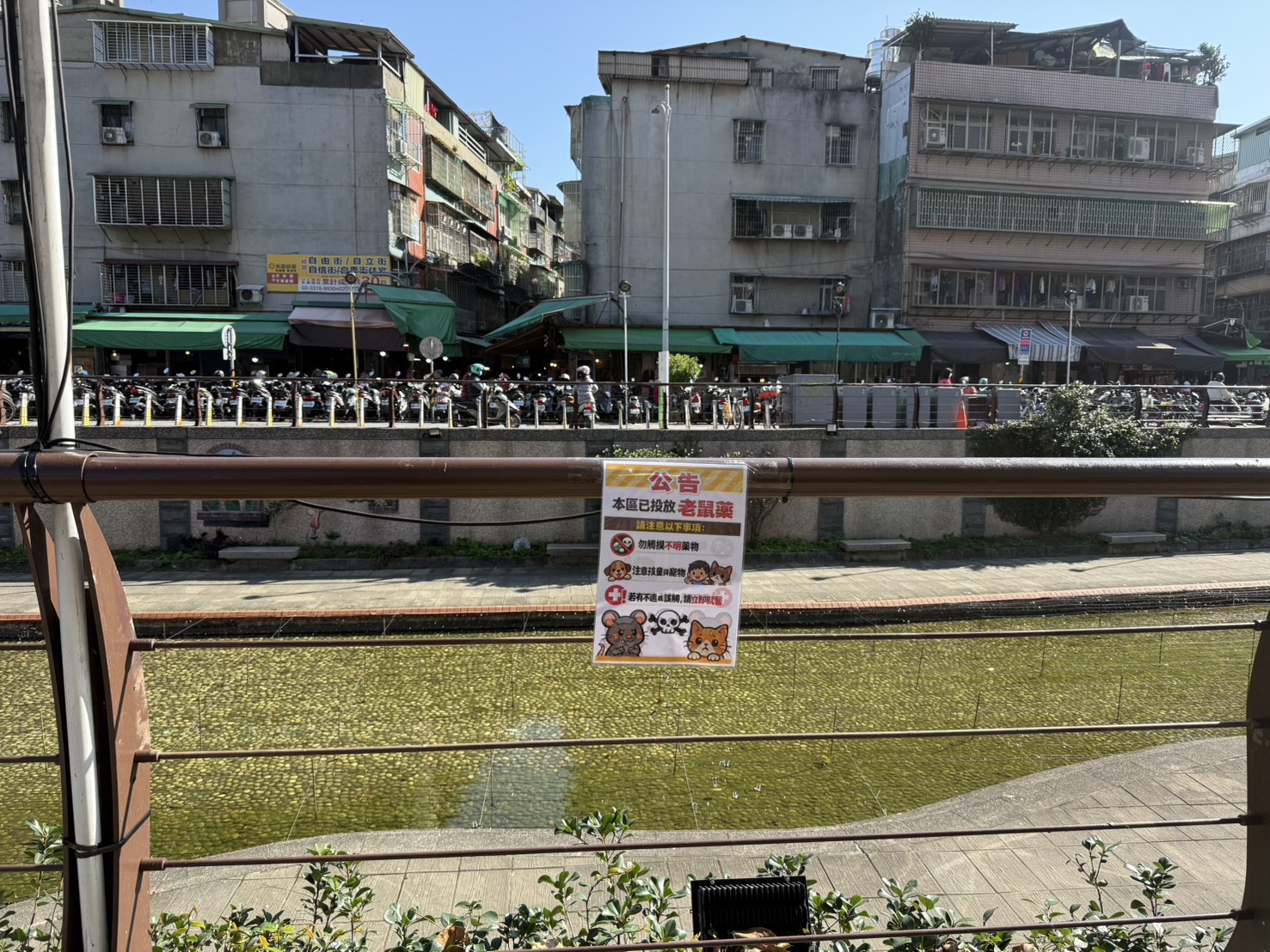 中港大排於投放老鼠藥劑處張貼公告