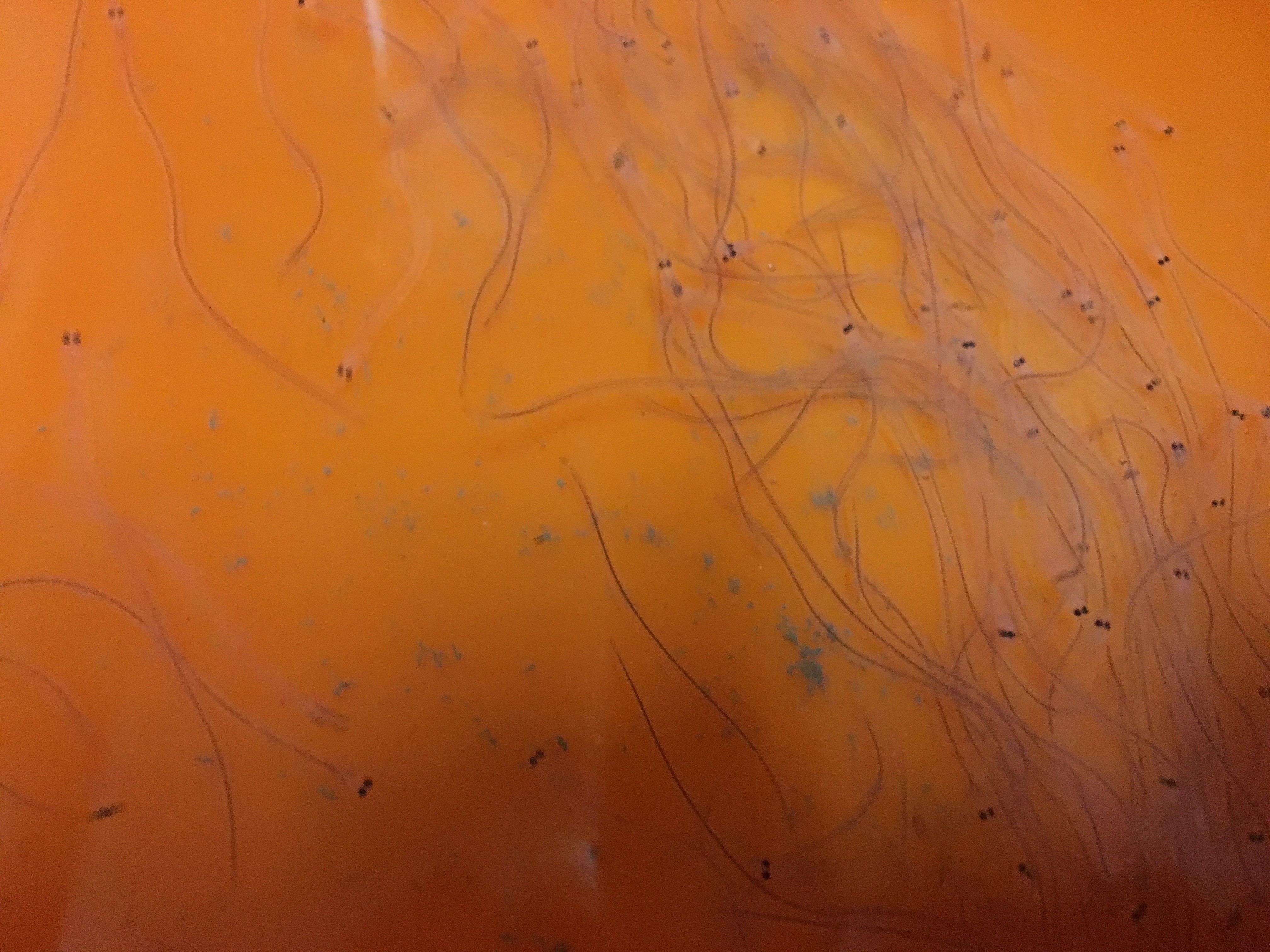 捕鰻苗為我國重要產業