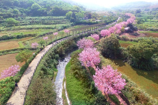 三生步道櫻花綻放如粉色長河，走在其中宛如踏入一場浪漫夢境。(2025年資料照片)