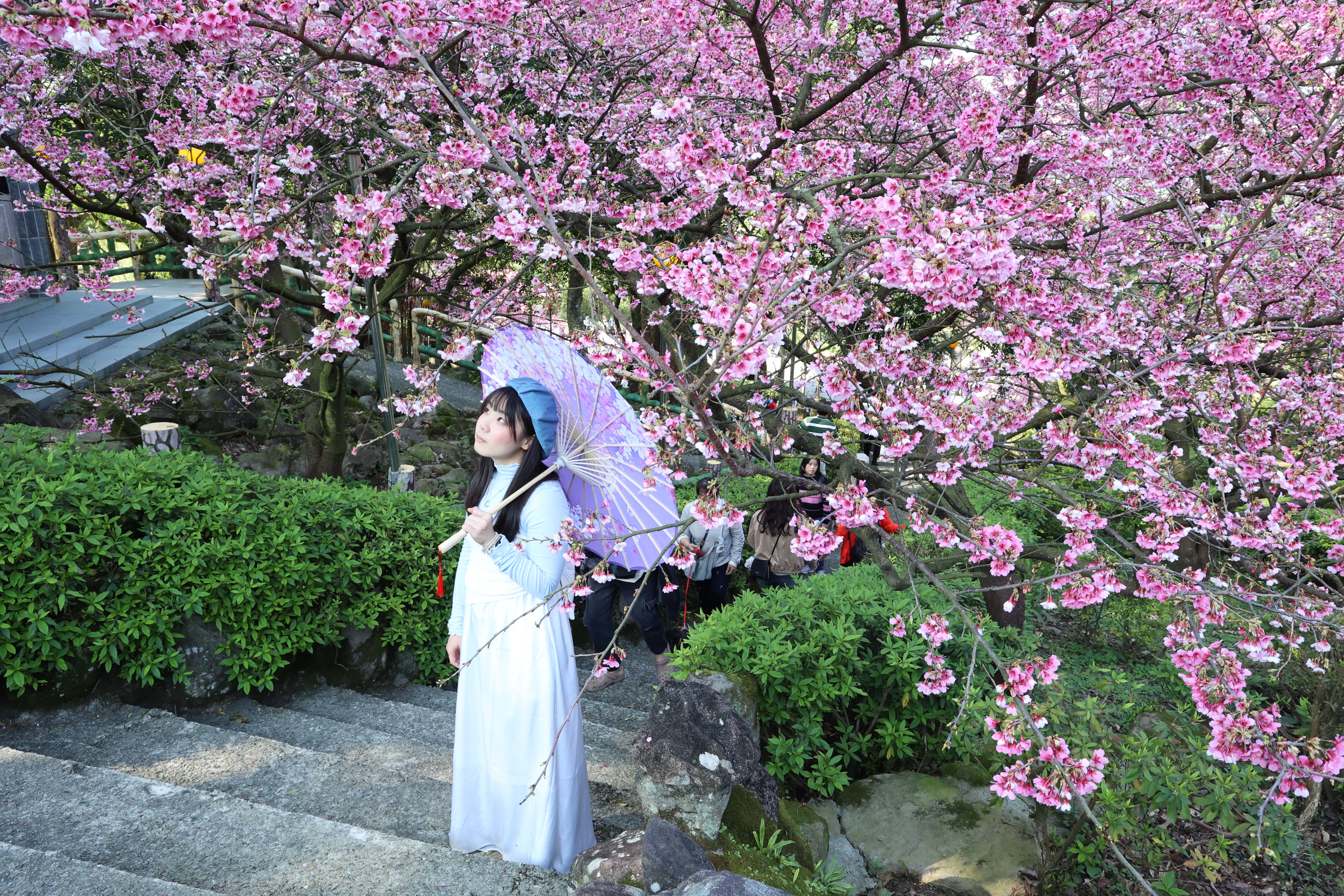 盛開的櫻花在階梯旁簇簇綻放，粉色花影隨風輕晃，為整條步道添上一抹柔美。