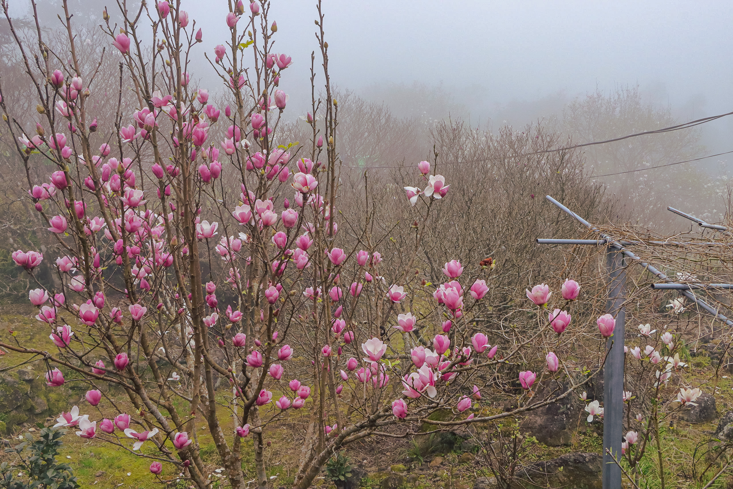 楓樹湖步道上，木蓮花在微風中輕輕綻放，為山林添上一抹靜美。