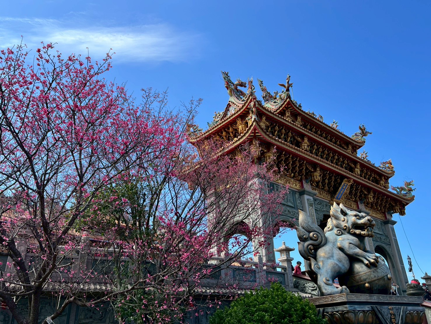 粉色櫻花點綴莊嚴典雅的廟宇建築，形成一幅充滿詩意的春日畫卷