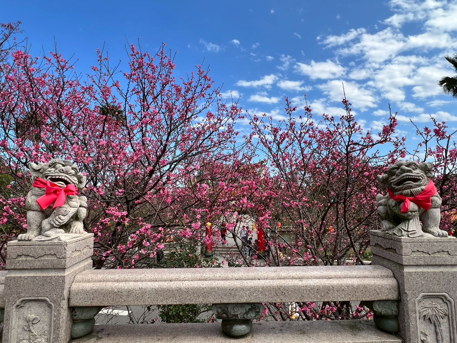粉嫩櫻花、藍天與廟宇建築相映，畫面格外唯美動人