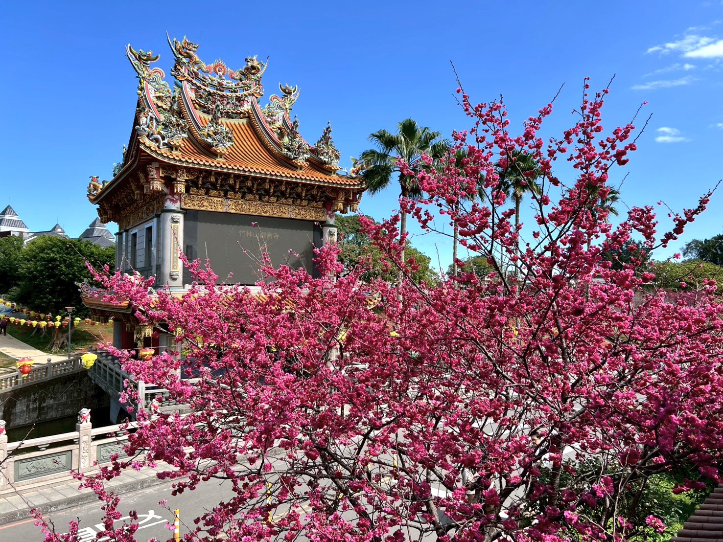 林口竹林山寺不僅是當地著名的宗教聖地，更是春季不可錯過的賞櫻勝地