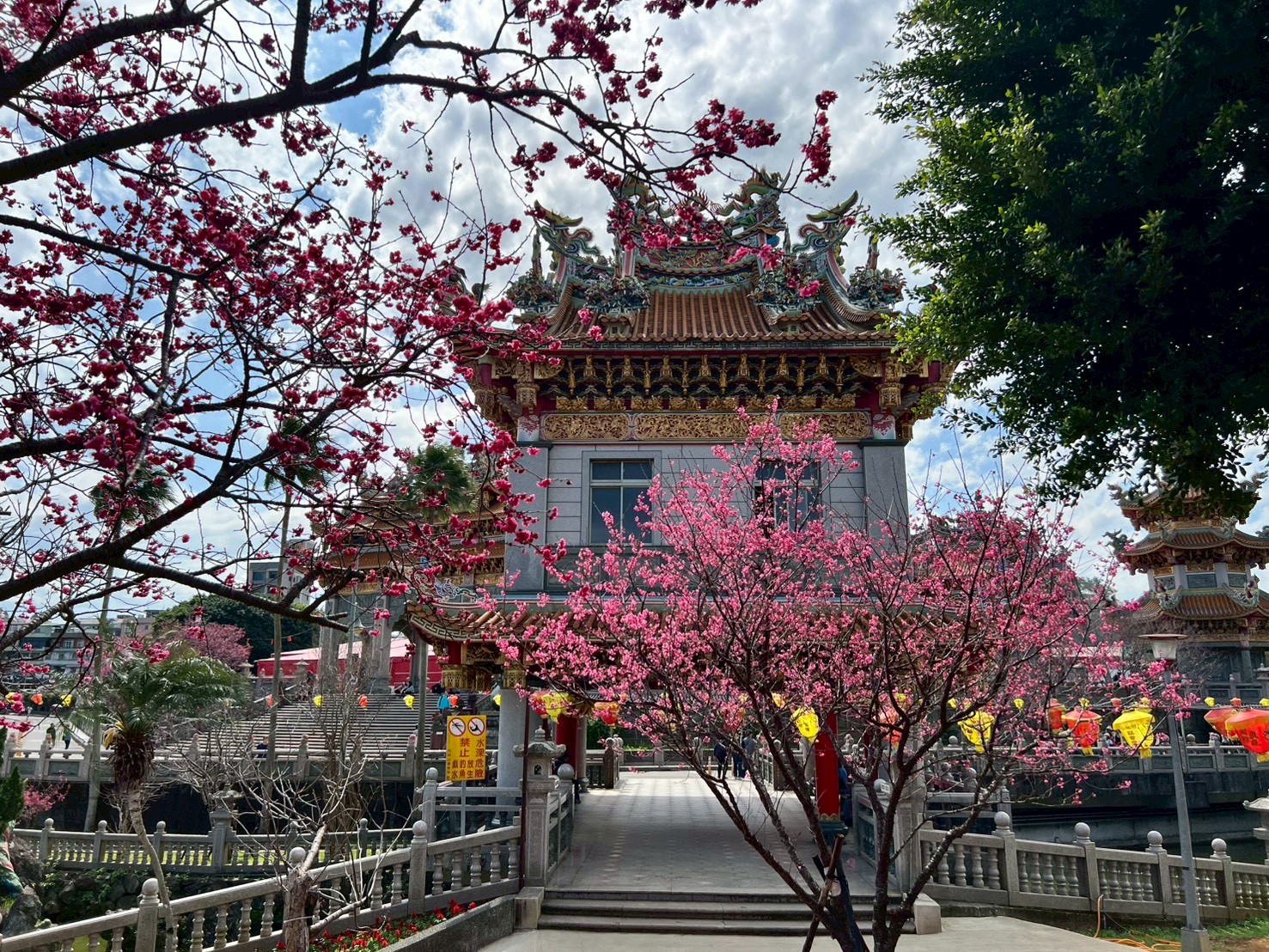 林口區的竹林山寺迎來一年一度的櫻花盛放時期，歡迎前來賞櫻祈福