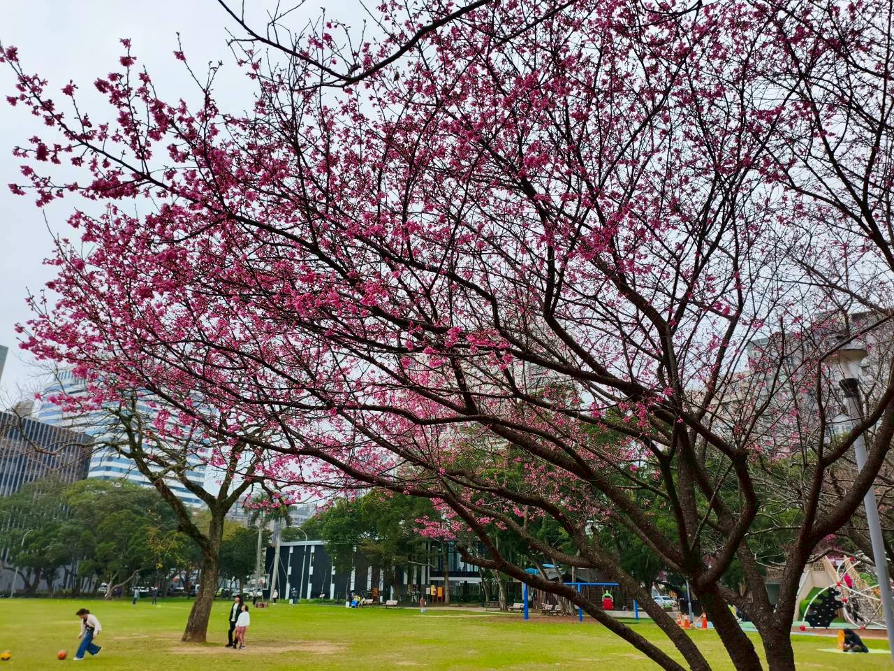林口區除了竹林山寺，也推薦賞櫻、野餐與遊憩的好去處-林口社區運動公園