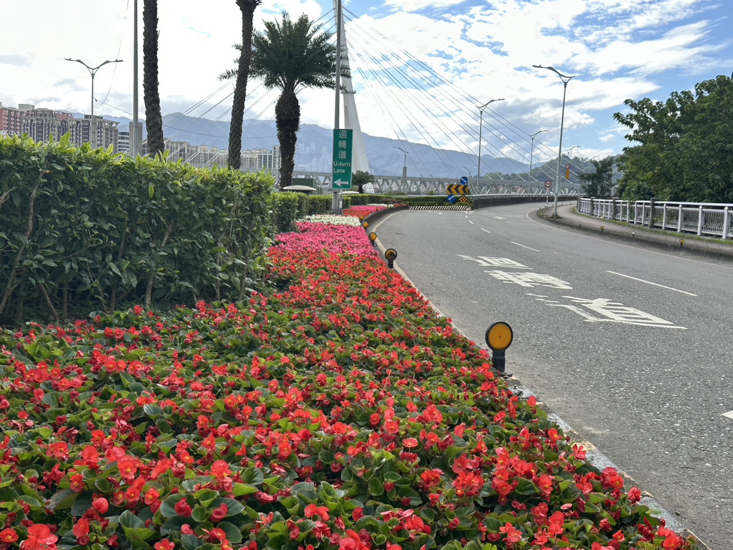 新北市景觀處在市區道路節點種植各色喜氣洋洋的四季秋海棠