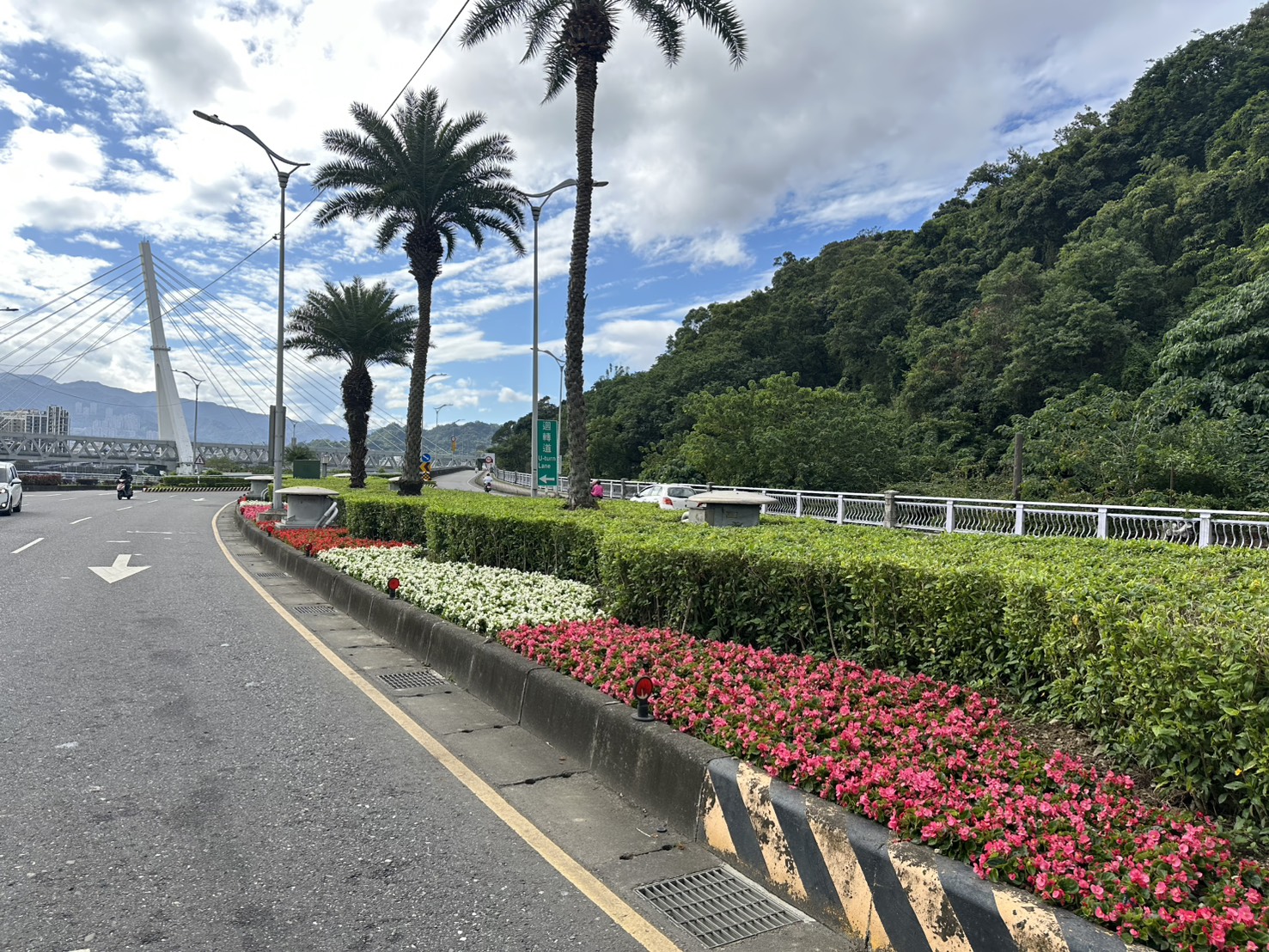 四季海棠原產於巴西，花色多變，目前正是適宜種植的時節