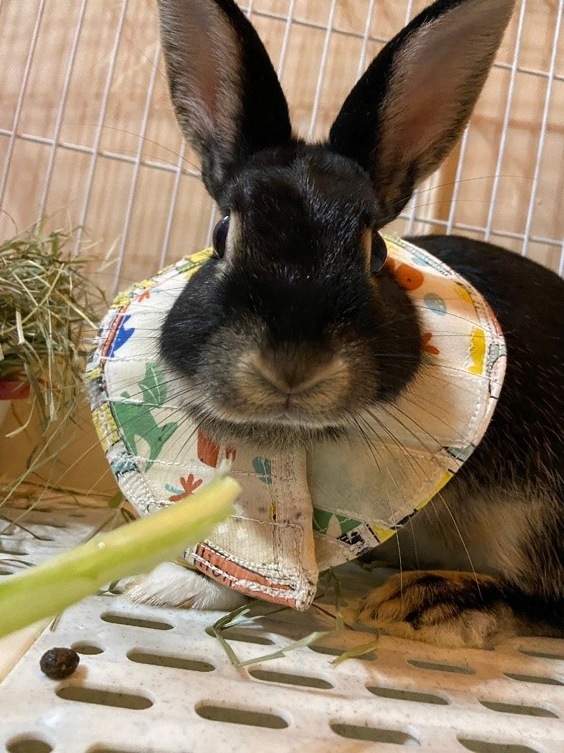  公兔未絕育可能發生睪丸腫瘤或疝氣等健康問題