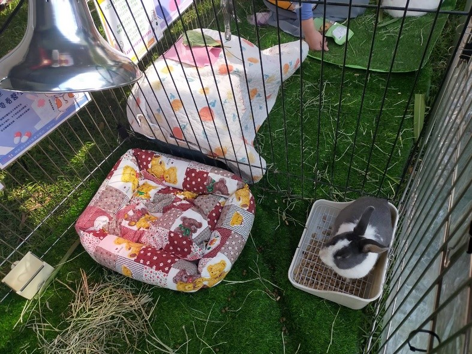  絕育可有效降低疾病風險，並有助於穩定情緒，改善亂尿及攻擊性行為