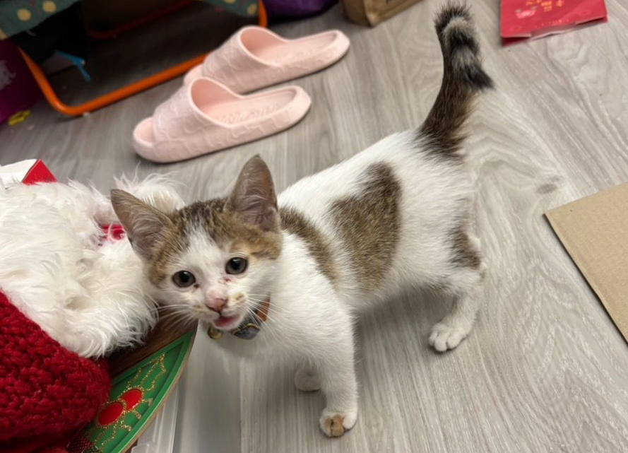  小虎斑白貓快樂的在新家賣萌中