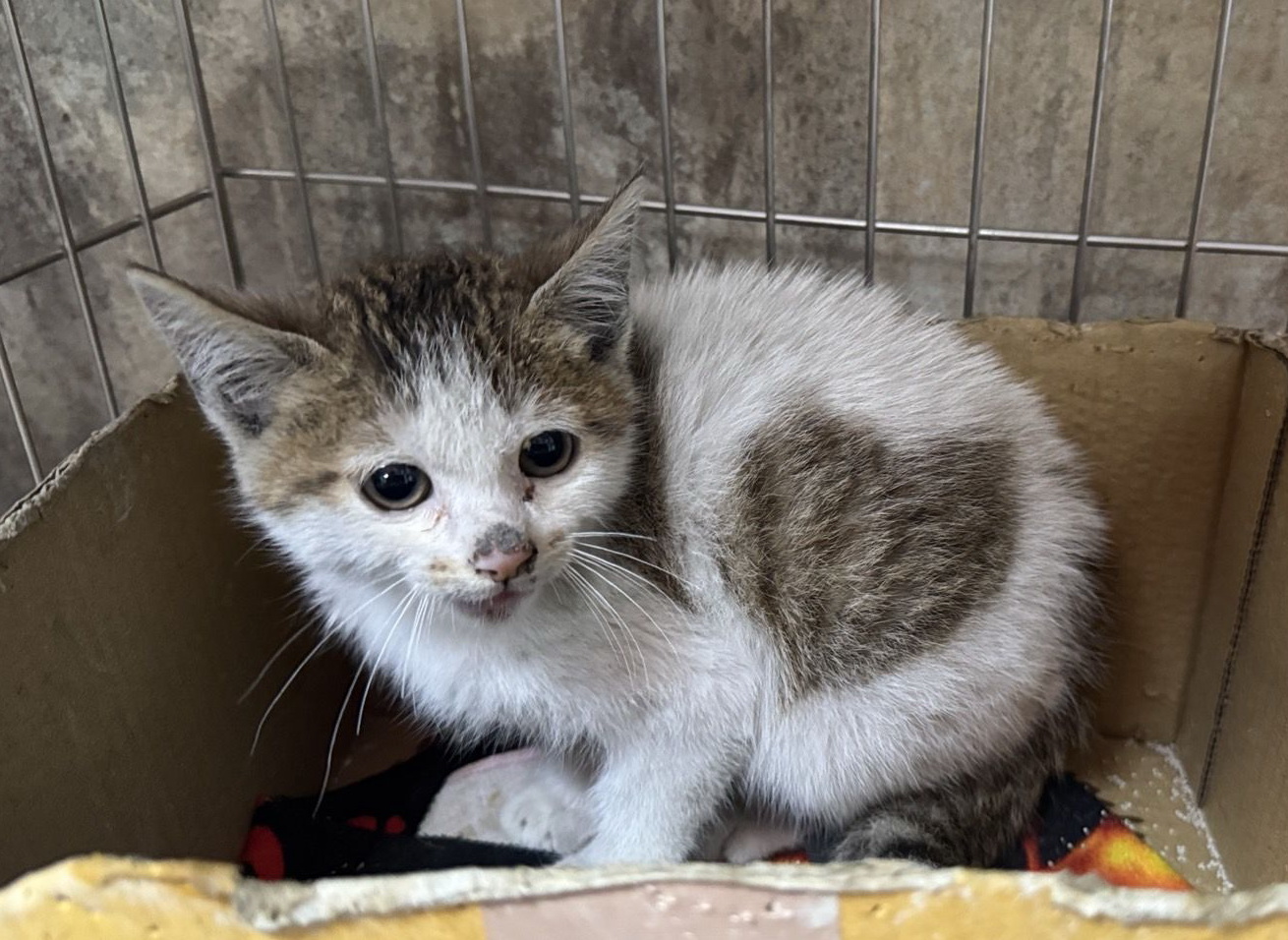  小虎斑白貓腹部的特殊「心形印記」