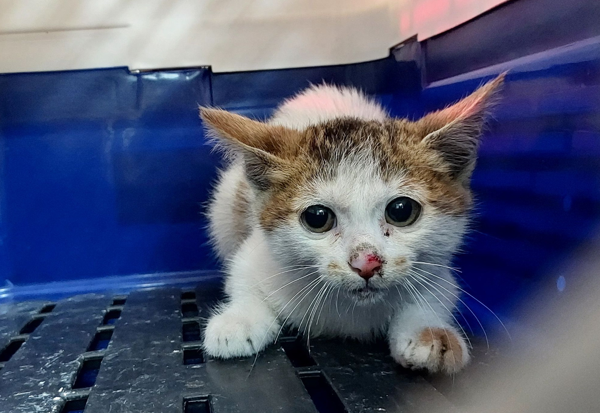  小虎斑白貓不安地待在運輸籠中
