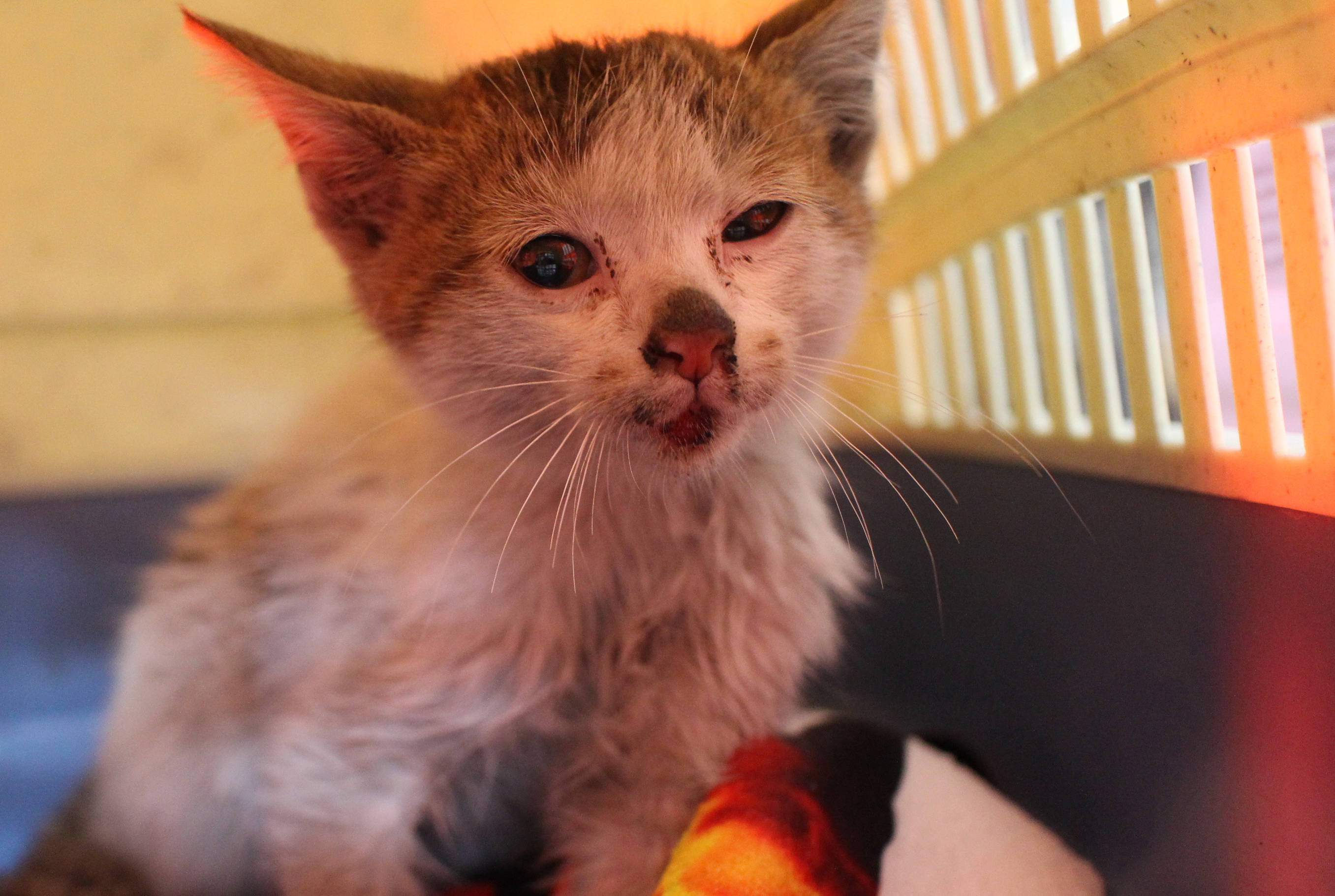 小虎斑白貓剛救援回來等待檢傷中