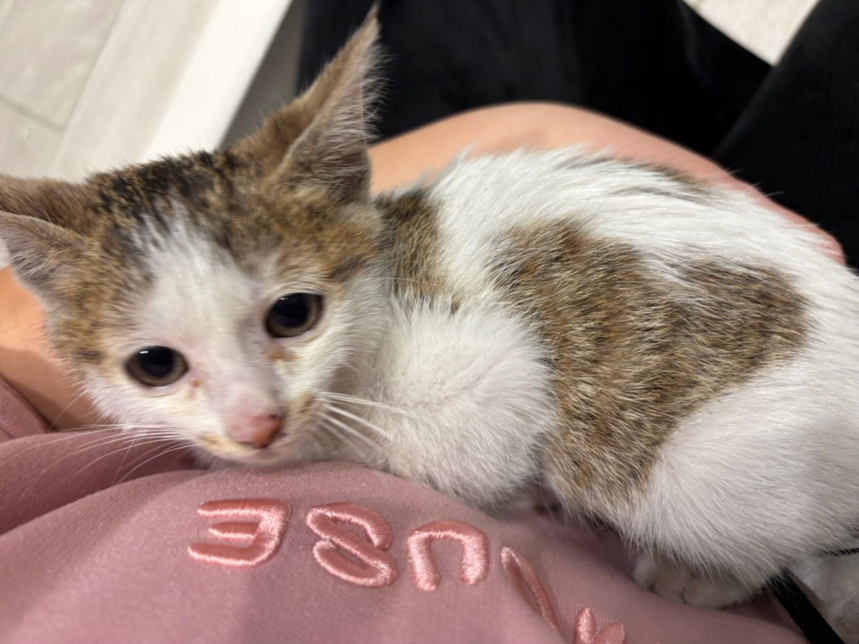 小虎斑白貓悠閒地躺在主人懷中