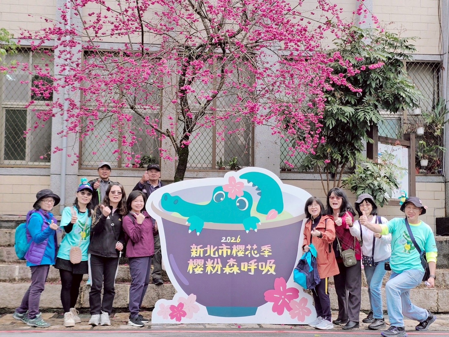 石碇櫻花季「櫻粉森呼吸」盛大登場。