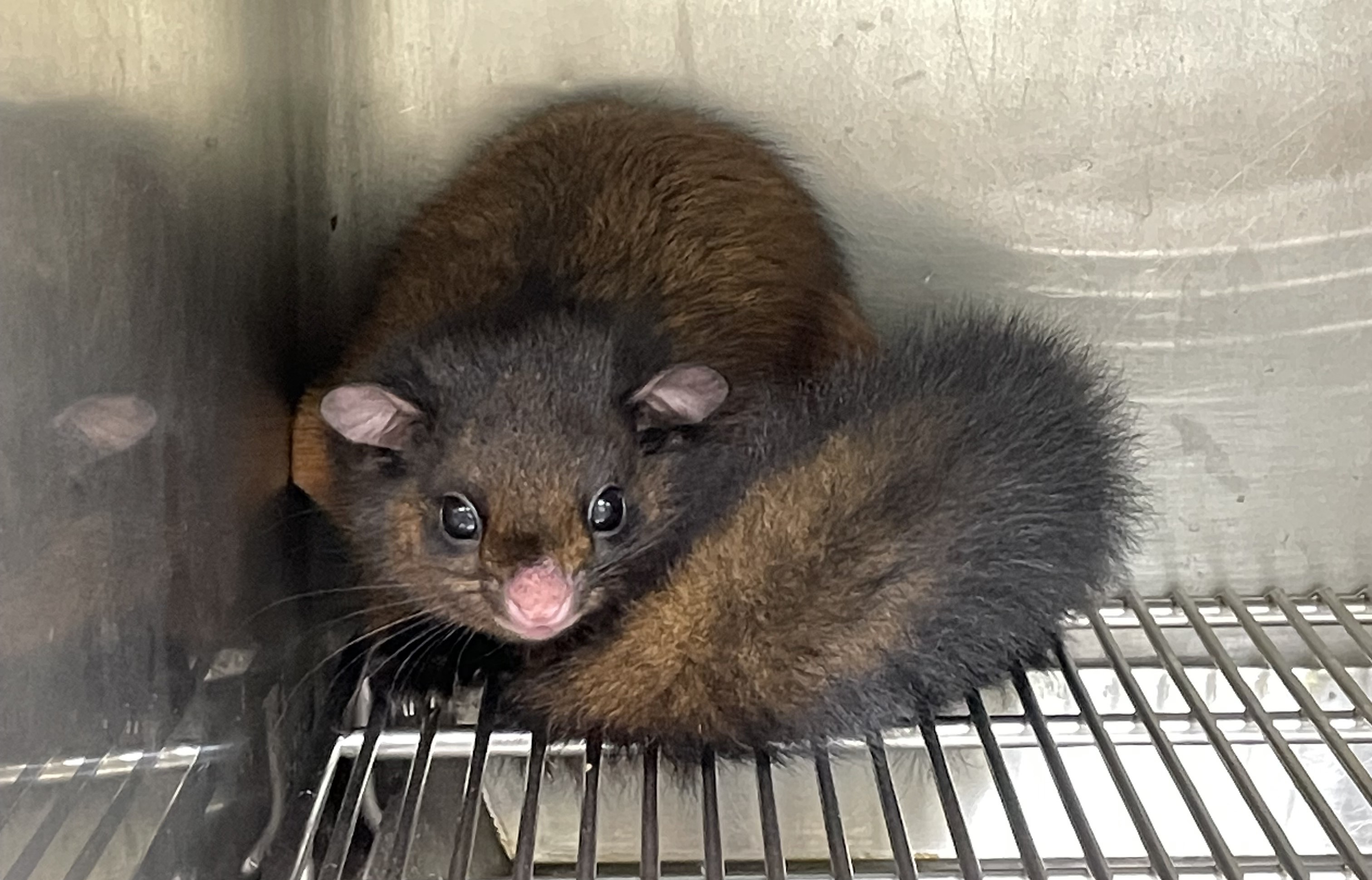  民眾通報有一墜樹大赤鼯鼠