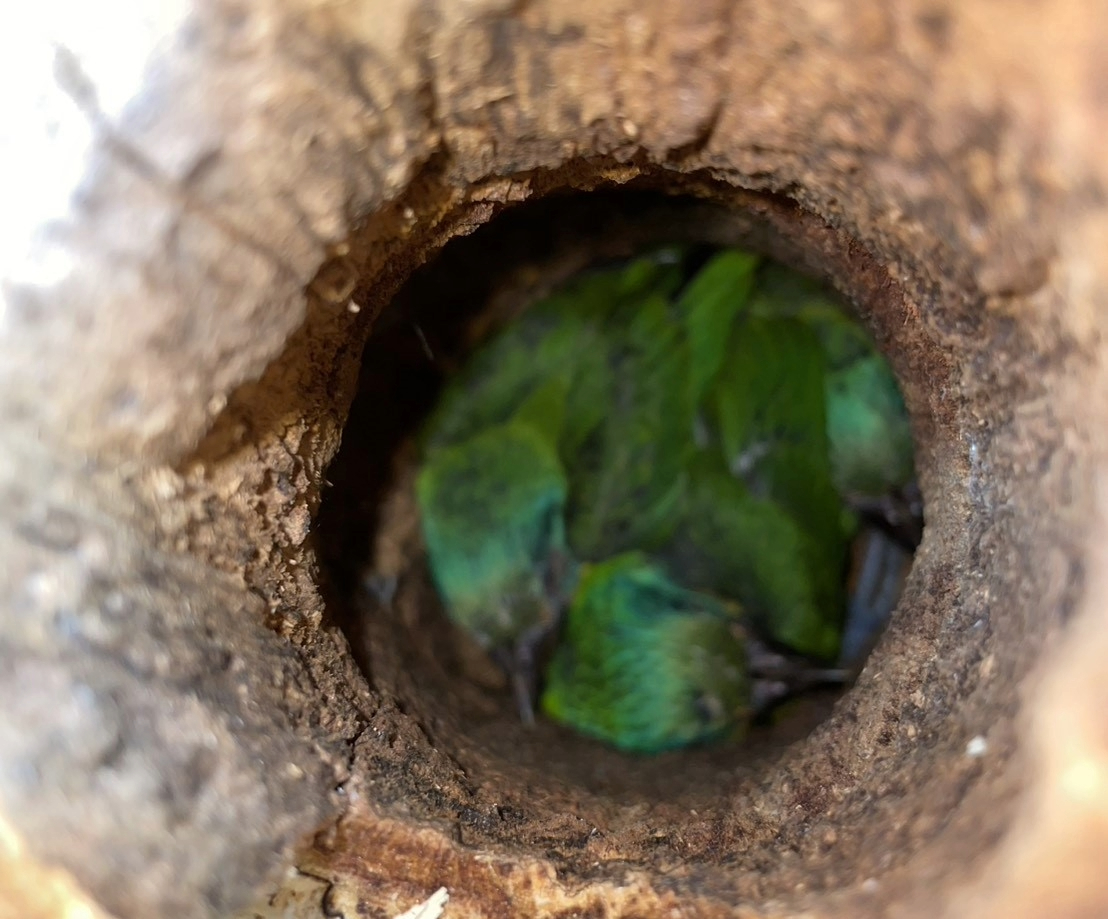  於鋸下的樹木中救出五色鳥野放