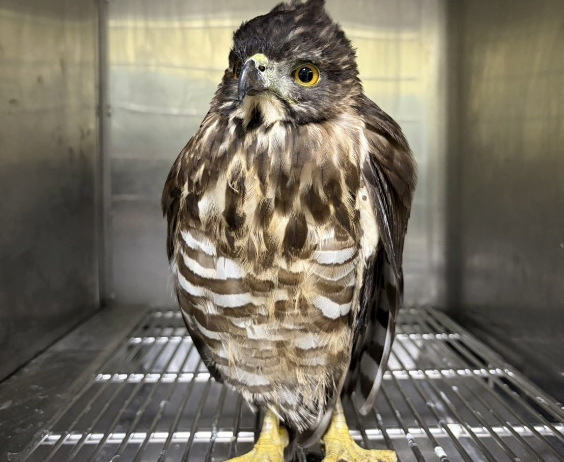  透過動物行為及外觀判斷是否能夠野放