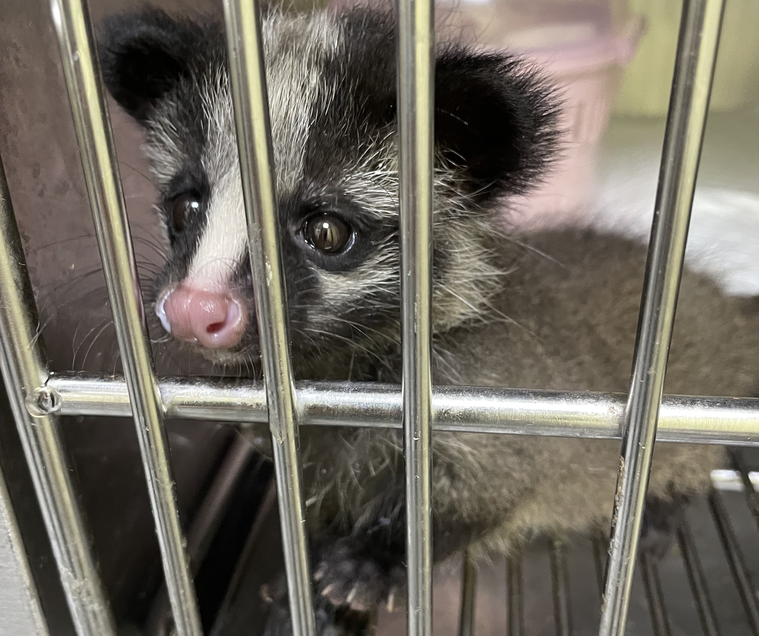  繁殖季常有動物幼體救援通報