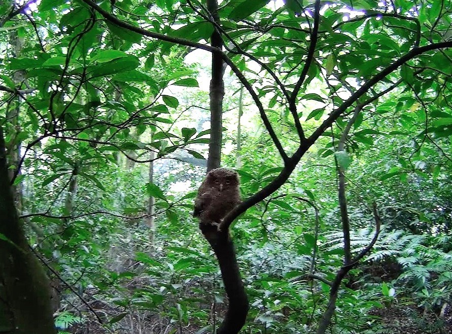 野放動物回歸自然環境