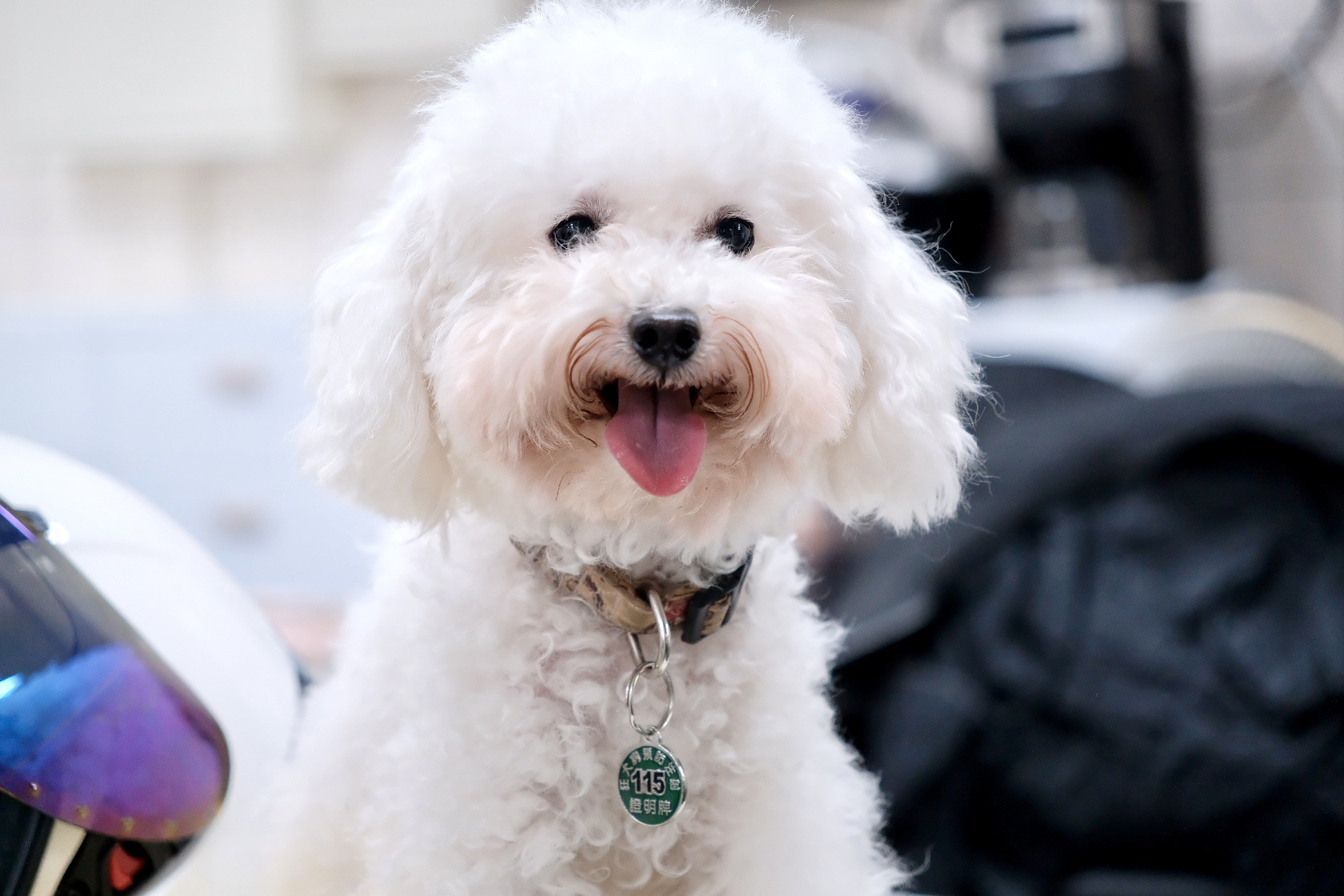  115年狂犬病頸牌為綠色，每年皆須補強疫苗