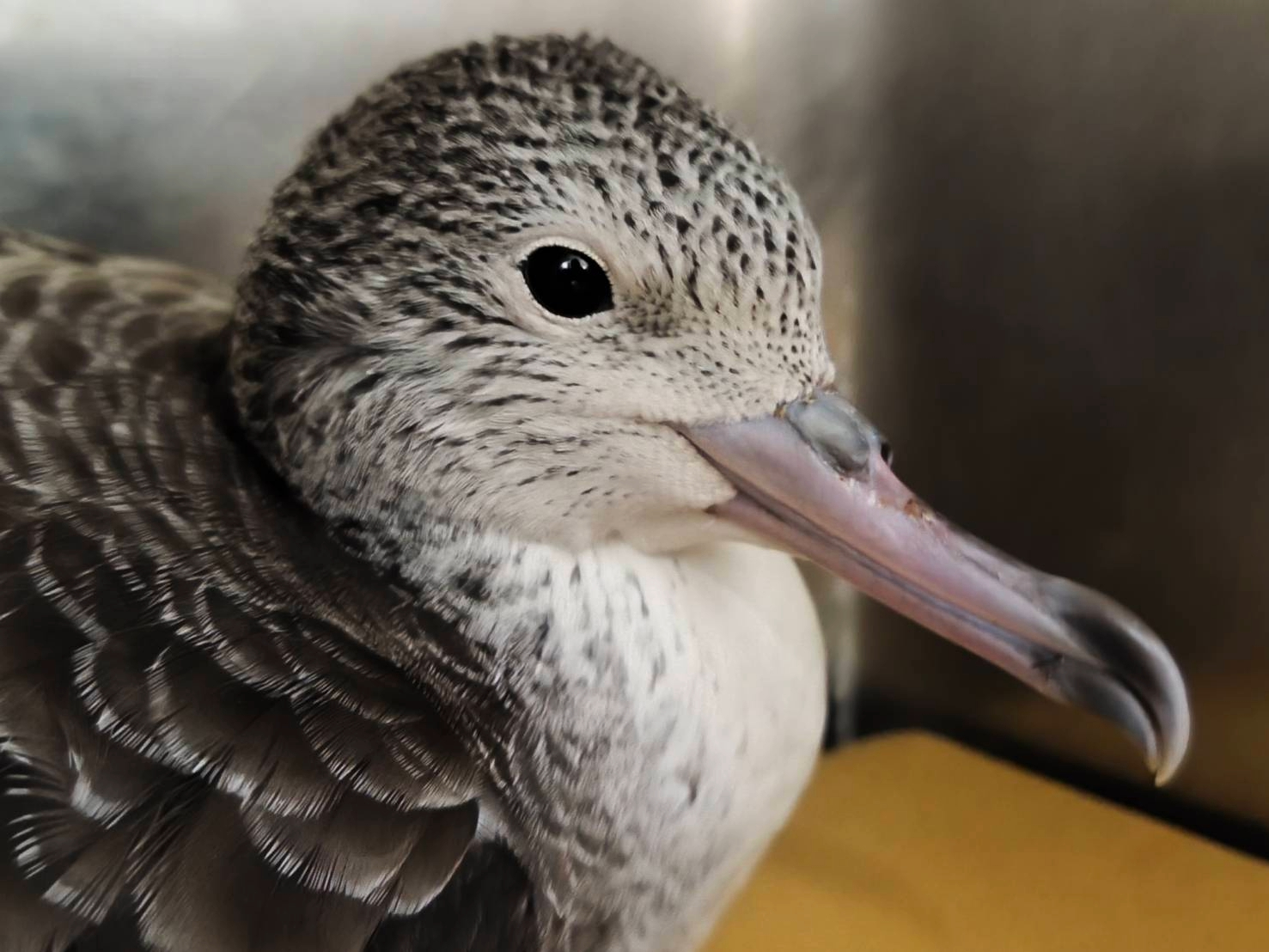  大水薙鳥為鸌形目鸌科麗鸌屬鳥類，又名大灰鸌，擁有管狀鼻孔是牠們共通特徵，其他包括信天翁、海燕等等