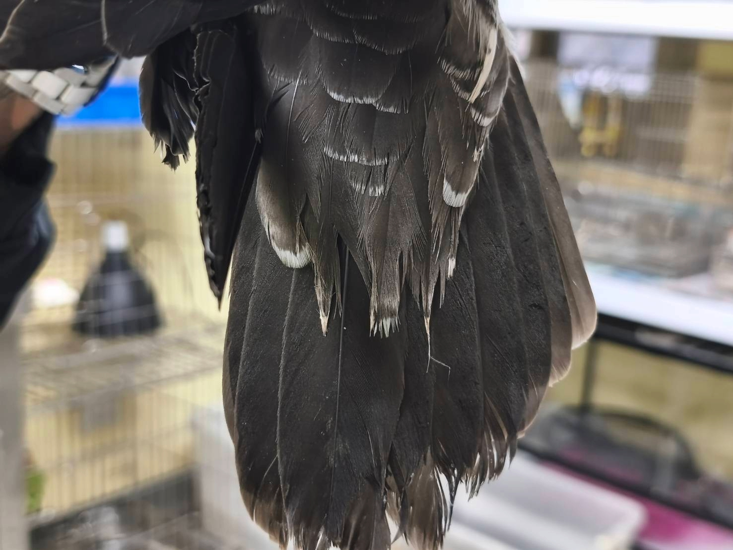  大水薙鳥在轉彎、御風時刻，會用翅膀輕輕切水也就是所謂「薙水」，為名稱由來