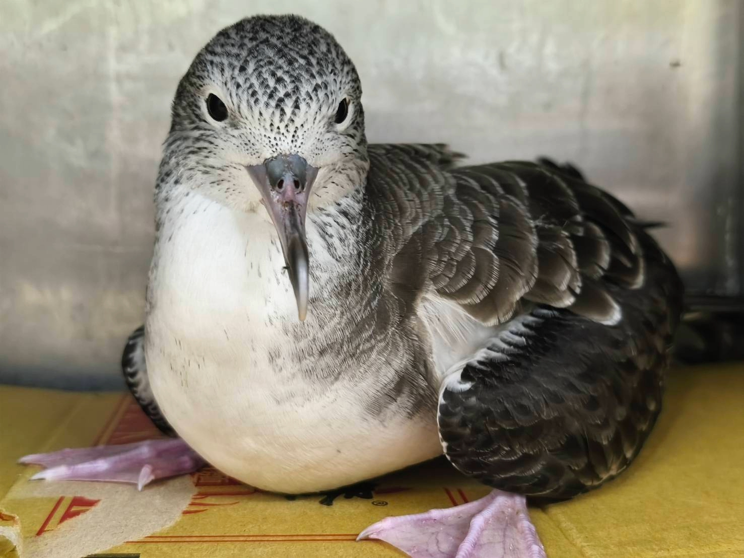  基隆外海棉花嶼是牠目前臺灣唯一繁殖地點，具有獨特生態價值