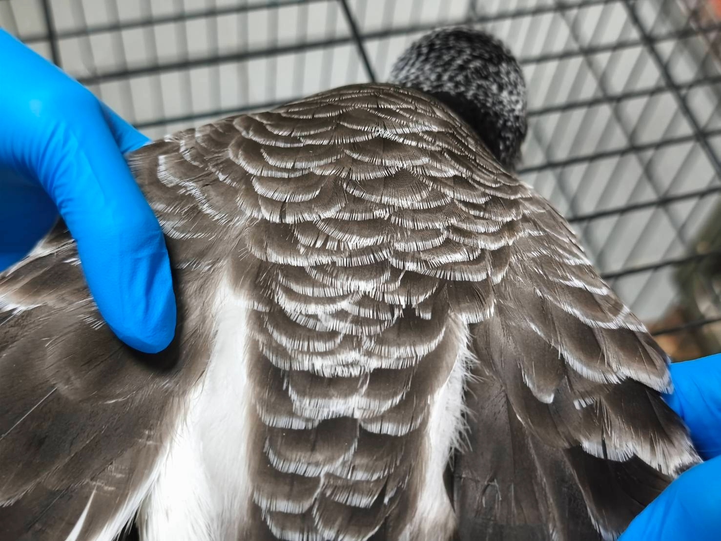  腹面白色，背面褐色，褐白斑駁頭部相當獨特